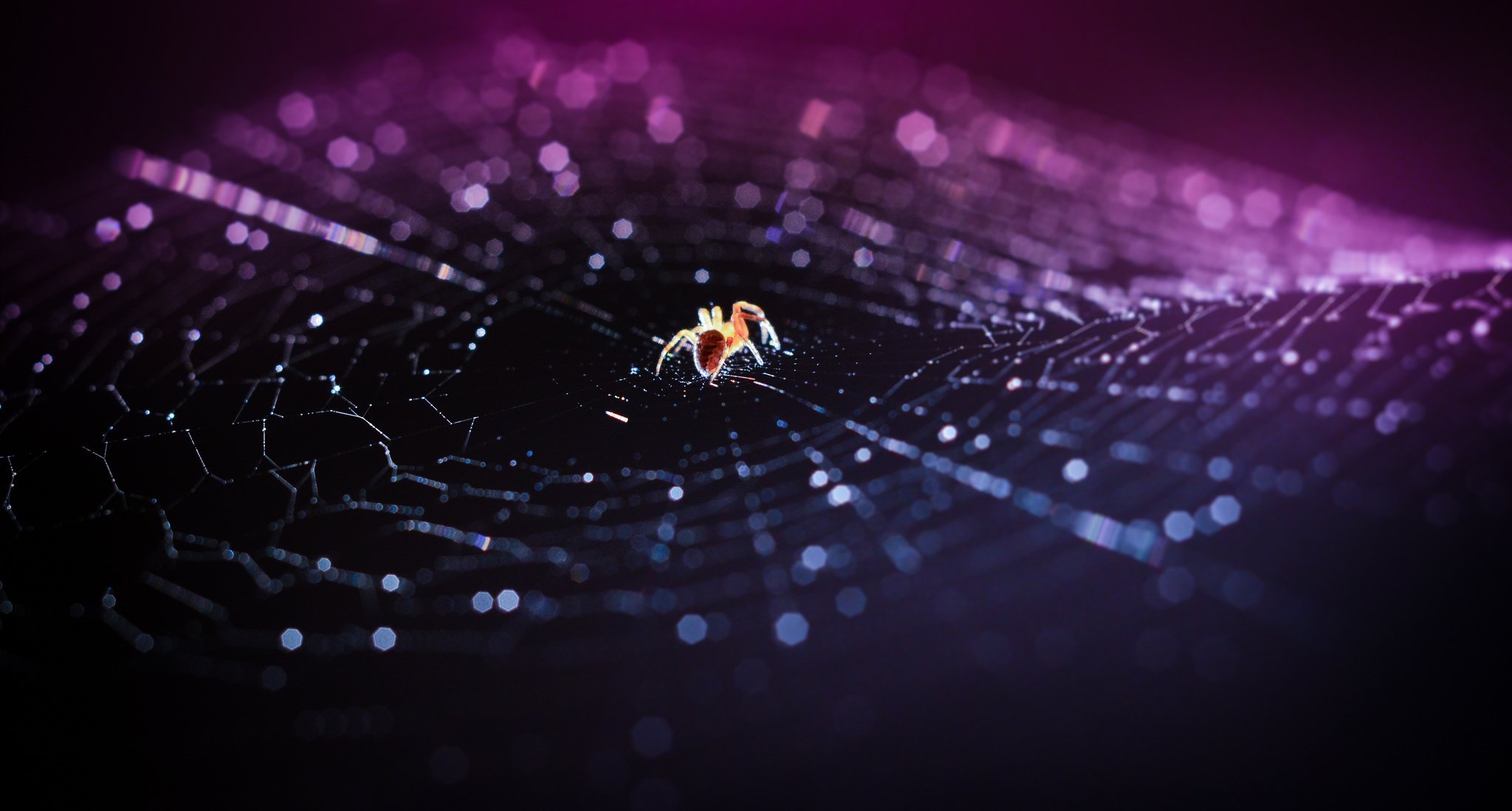 araña telaraña bokeh macro