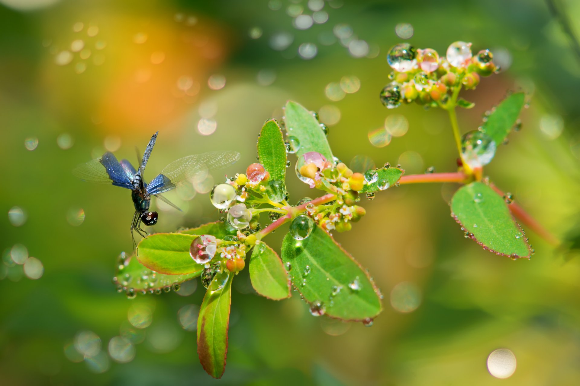 plant branch leaves fruit drops rosa reflections dragonfly