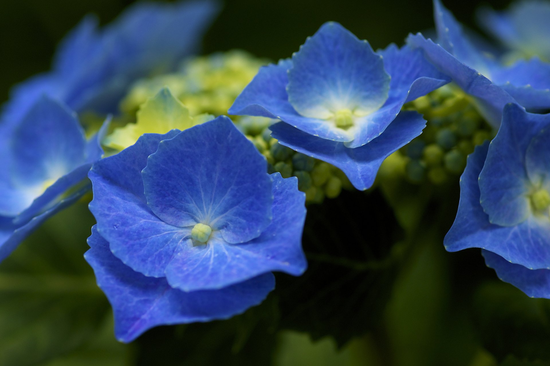 hortensie blau blütenstände busch