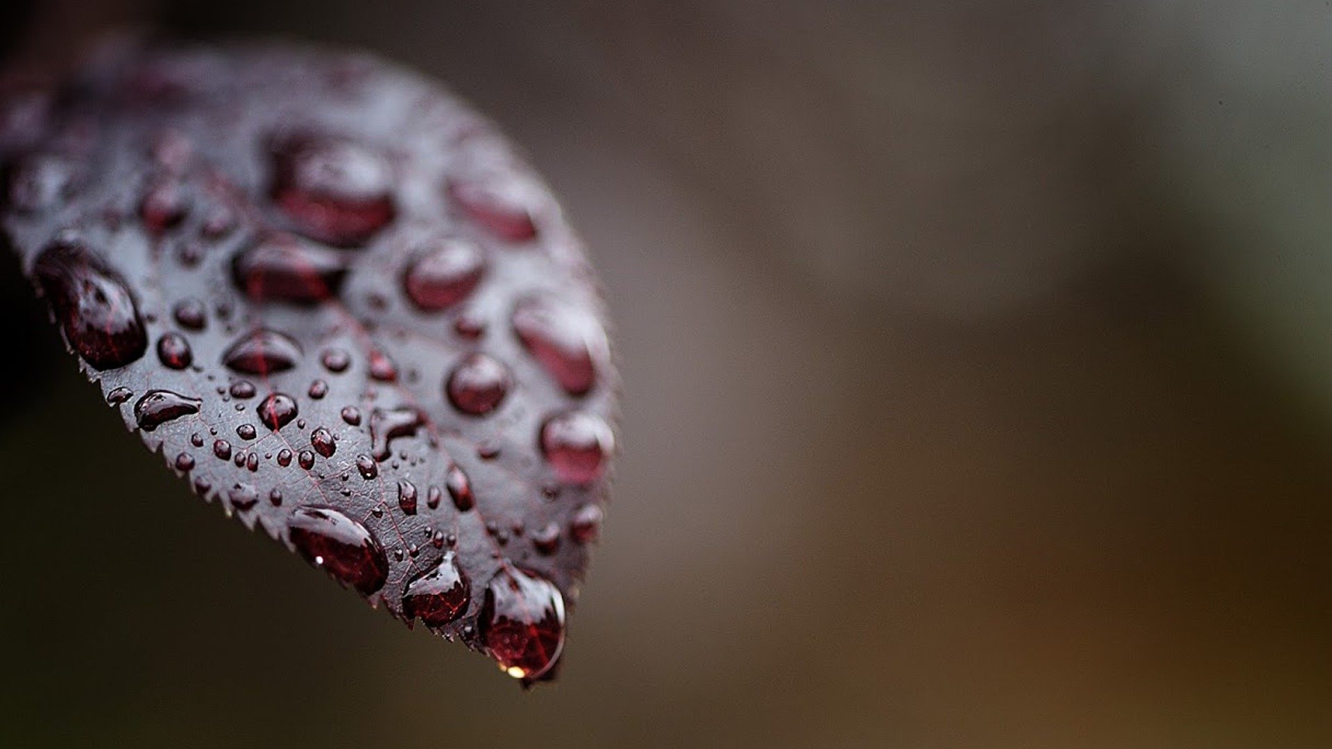 feuille gouttes eau rouge gros plan