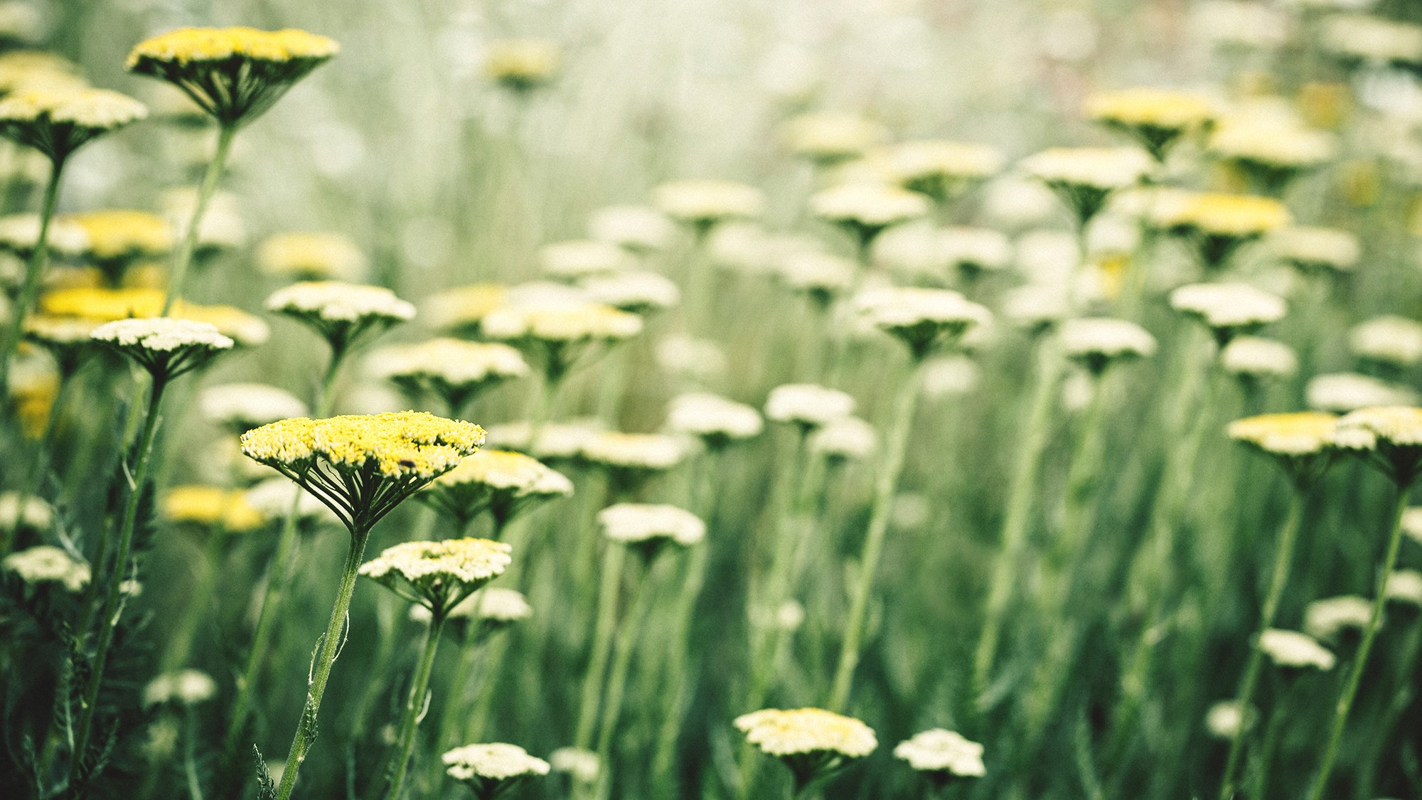 onnenanbeter adoratore del sole pianta fiore