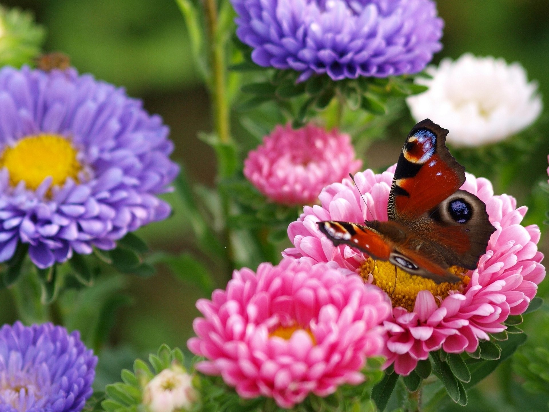 schmetterling pfauenauge blumen astern makro