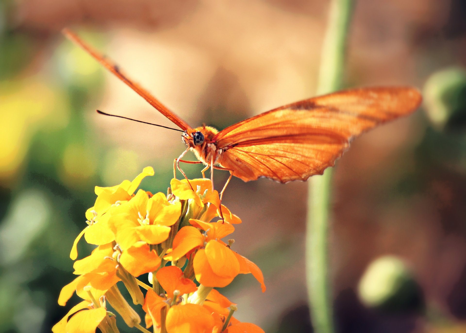 fleur jaune papillon orange fond