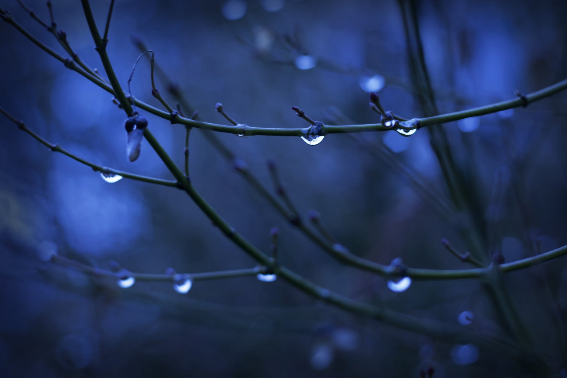 gros plan gouttes eau branches bourgeons arbre fond