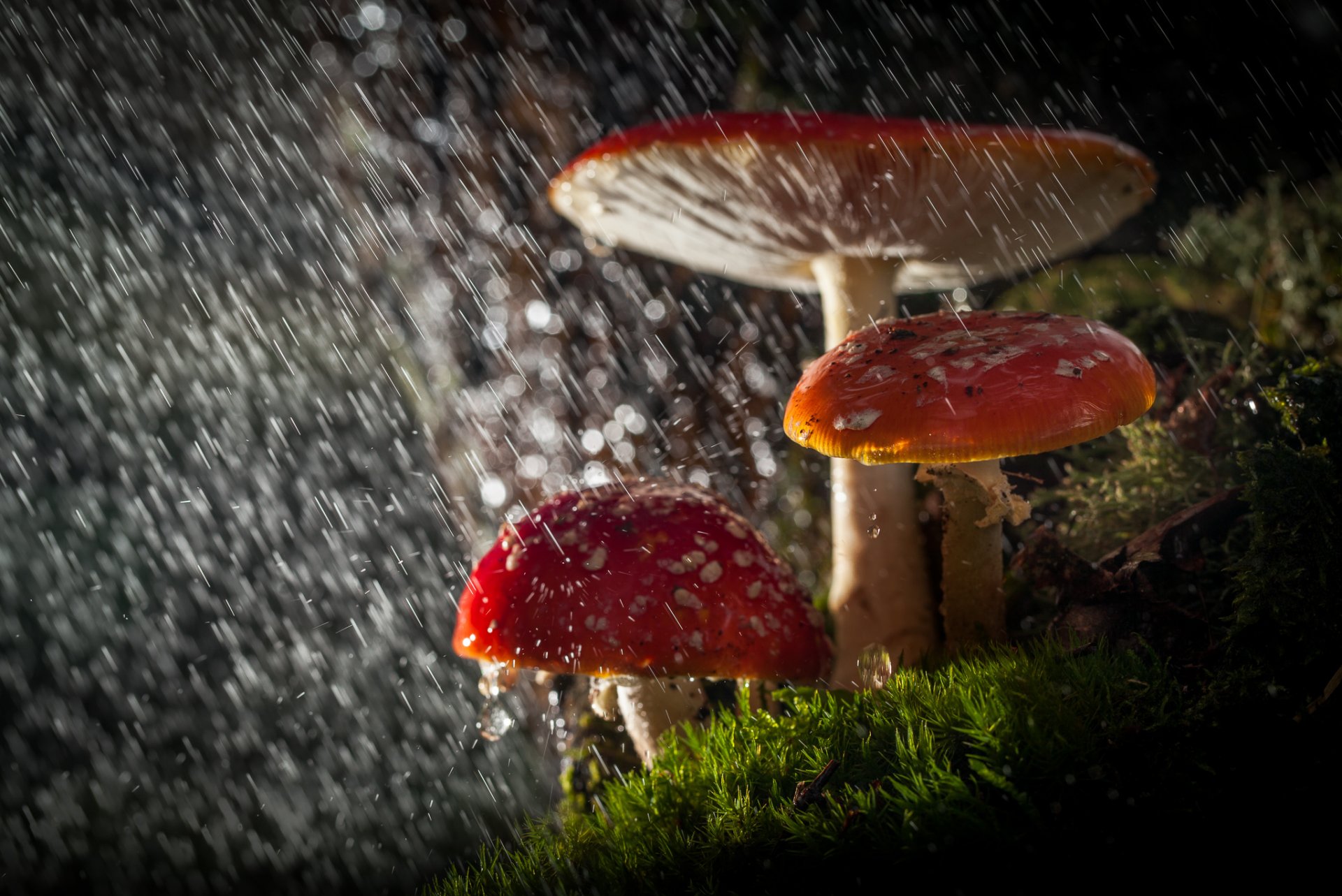 makro natur wald pilze amanita regen licht tropfen bokeh