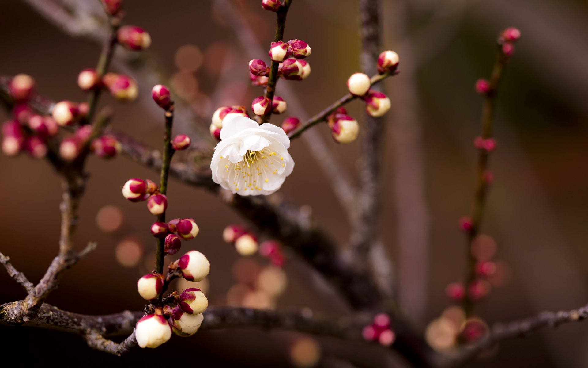 rama brotes flor blanco cereza desenfoque