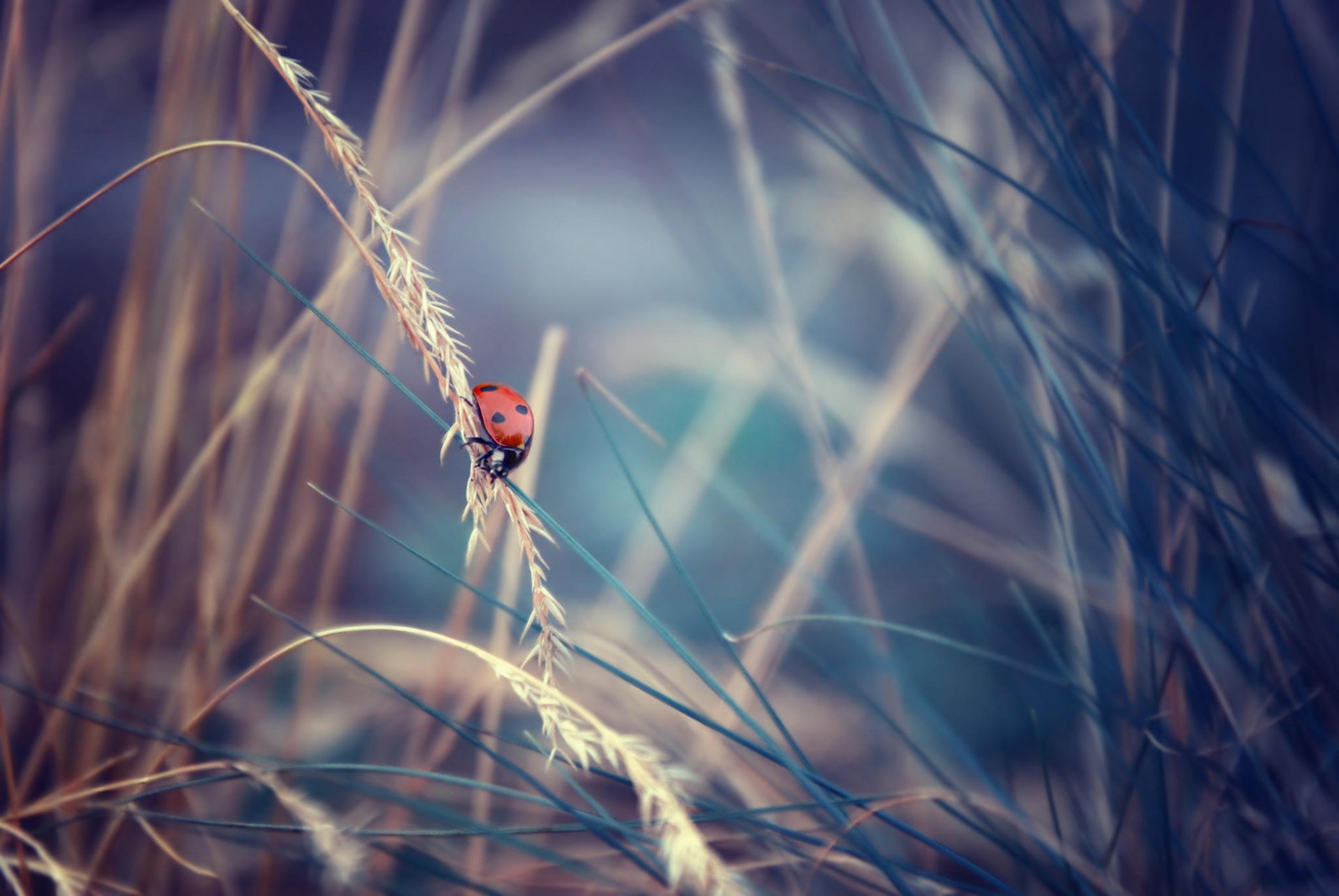 herbe insecte coccinelle gros plan