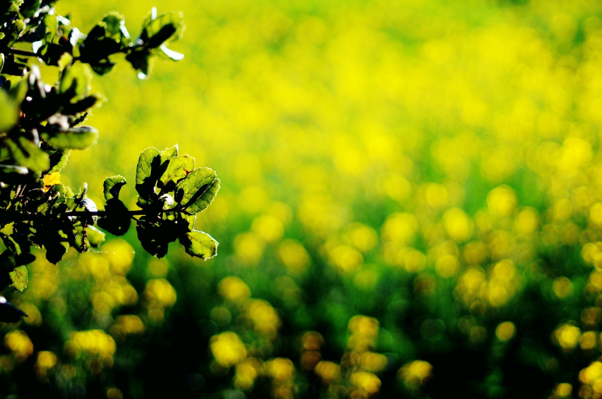 macro feuilles folioles vert vert foncé jaune bokeh fond papier peint écran large plein écran écran large écran large