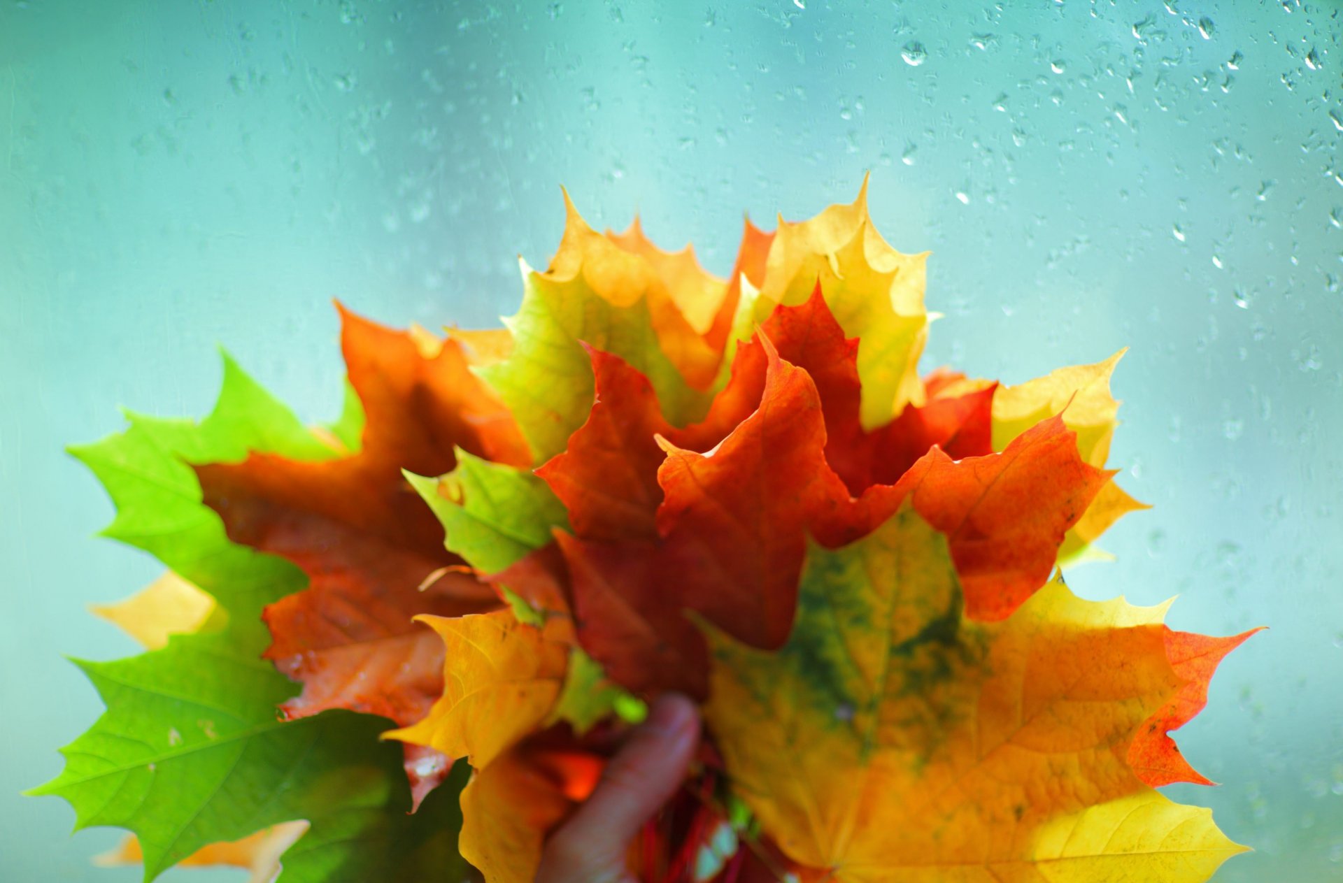 macro feuilles folioles feuilles rouge jaune vert verre eau pluie main automne fond macro papier peint écran large plein écran écran large