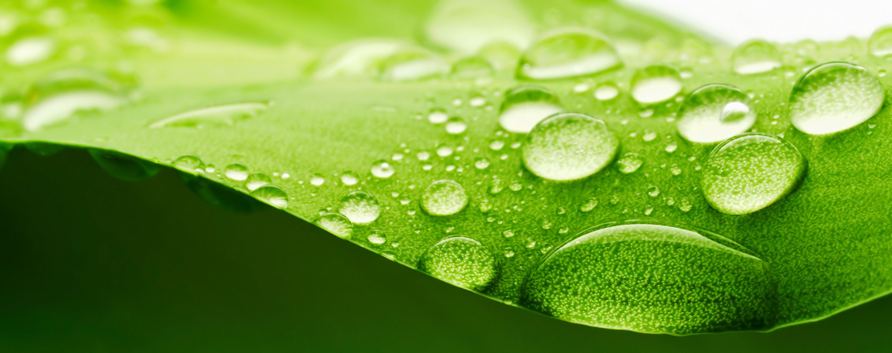 green leaf droplets water surface refraction light blur bokeh widescreen fullscreen widescreen hd wallpapers