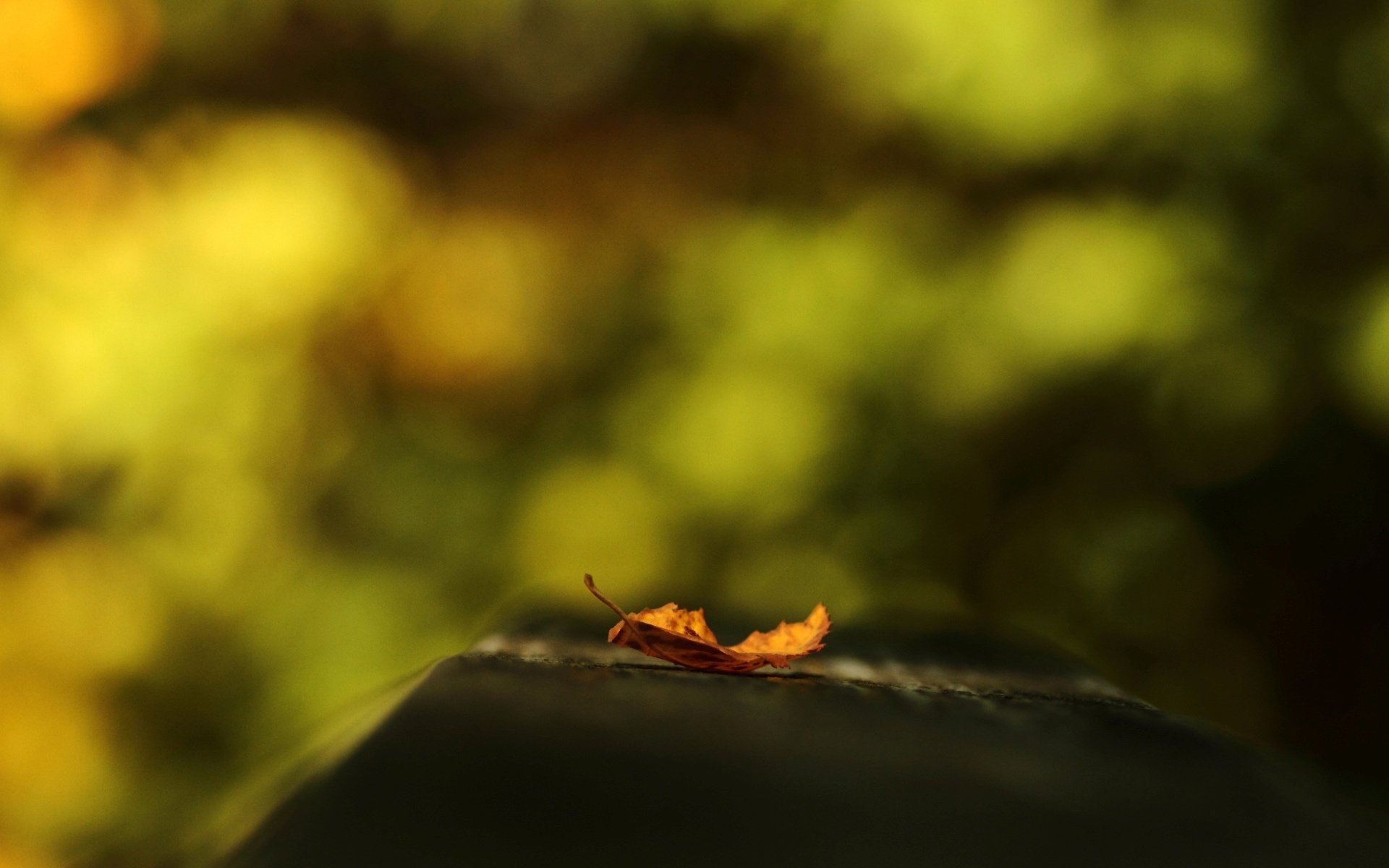 macro leaf leaflet orange blur background wallpaper widescreen fullscreen widescreen widescreen