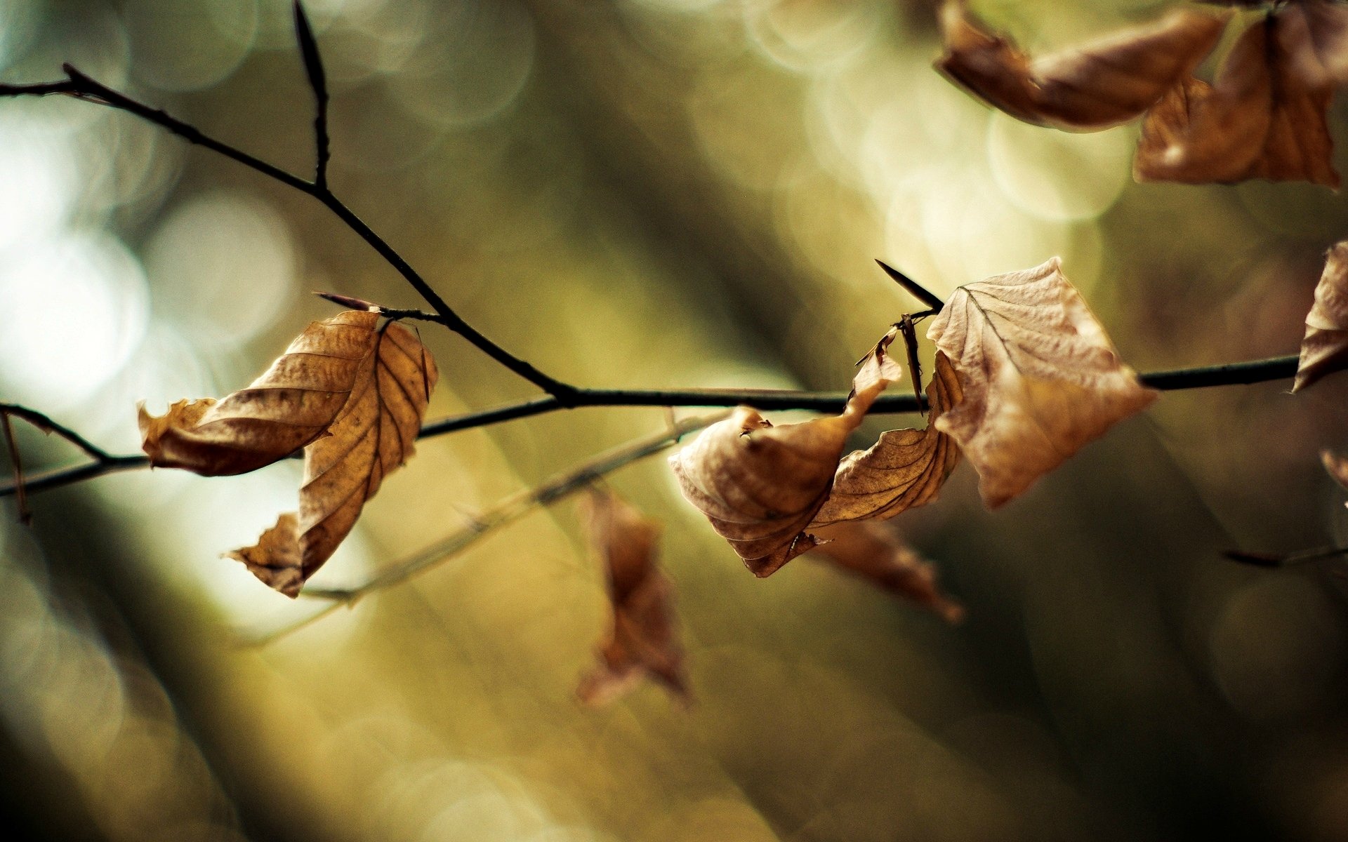 macro feuilles folioles branche arbre arbres flou bokeh macro fond papier peint écran large plein écran écran large écran large