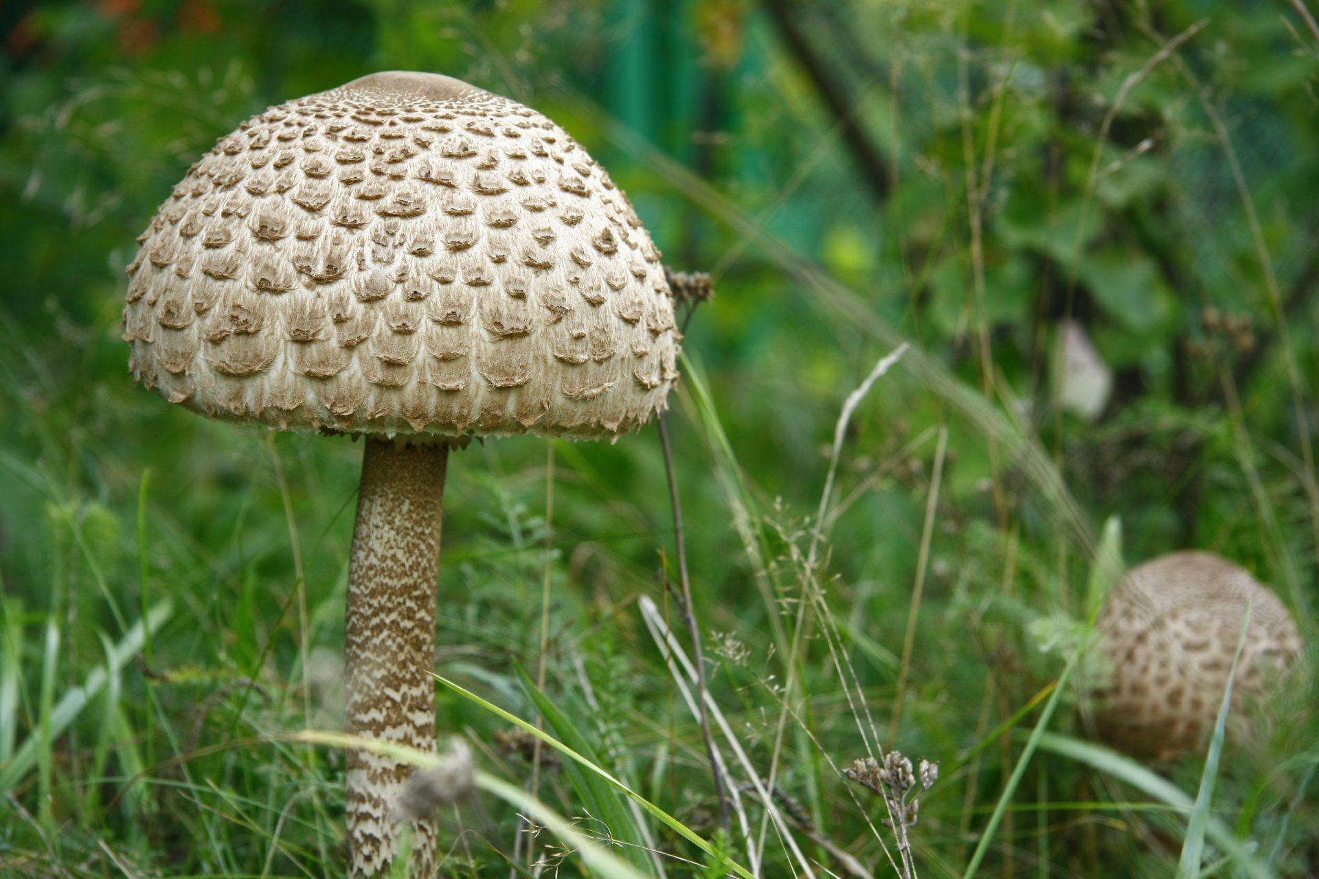 gros plan nature champignons champignon parapluie plante herbe