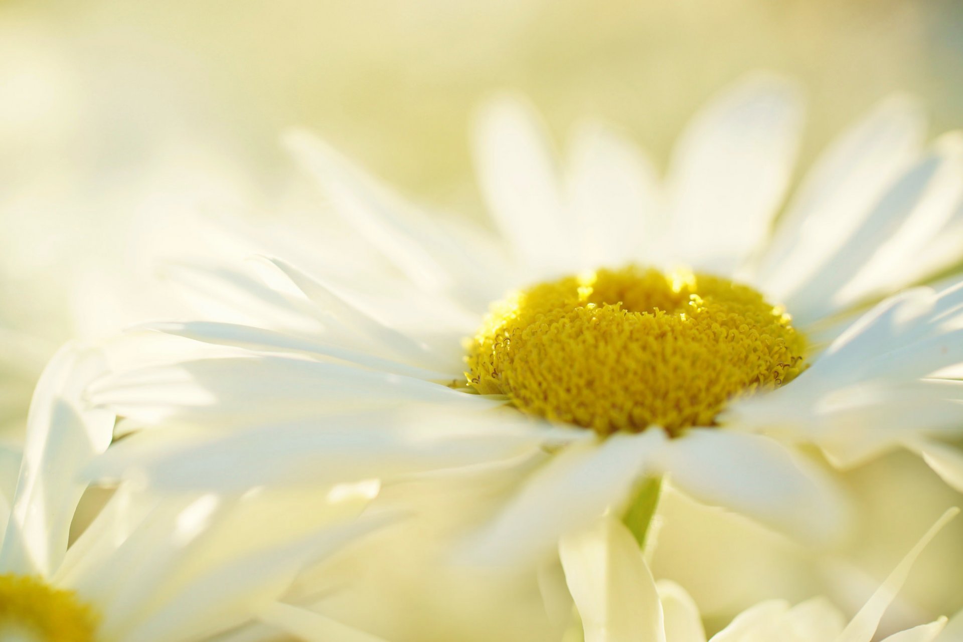 flor margarita blanco fondo