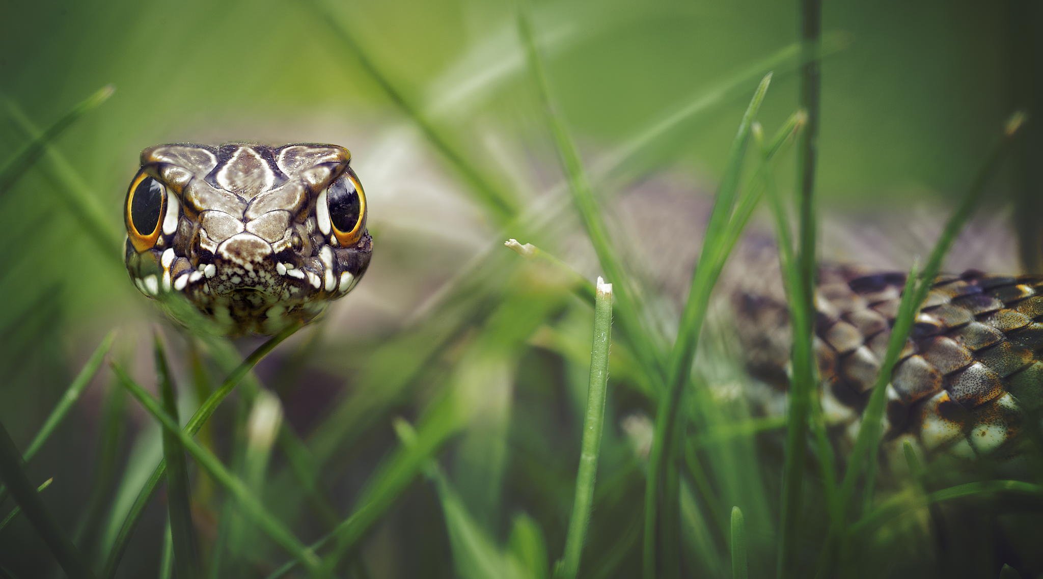 reptil escamas vista hipnosis hierba bokeh