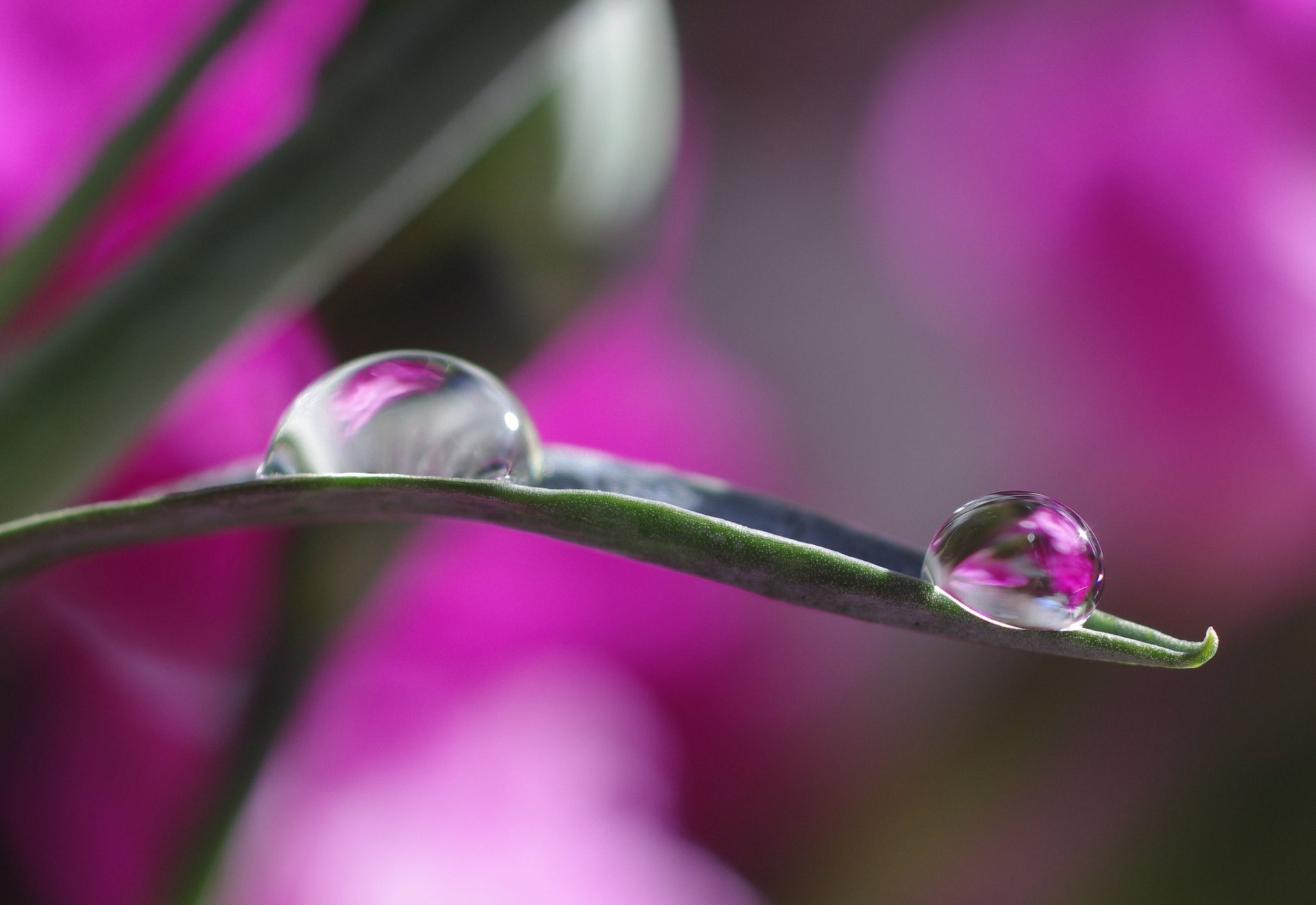 hoja gotas agua reflexión bokeh macro