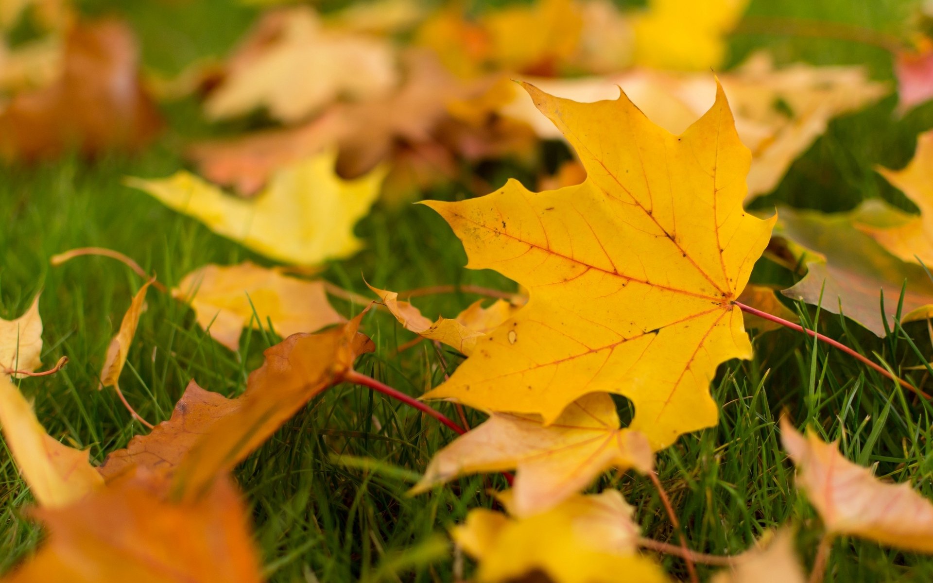 macro foglie foglioline foglioline foglioline foglioline foglie gialle autunno carta da parati autunnale sfondo carta da parati widescreen schermo intero widescreen widescreen