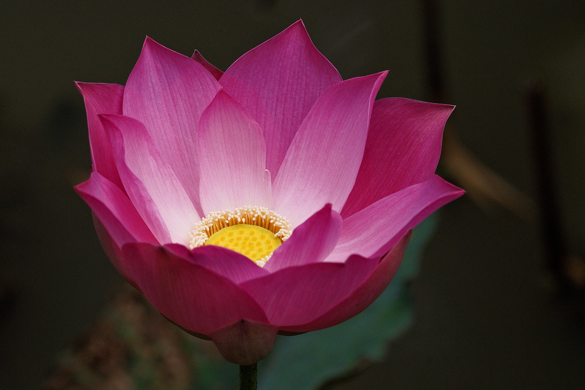 flower lotus pink background