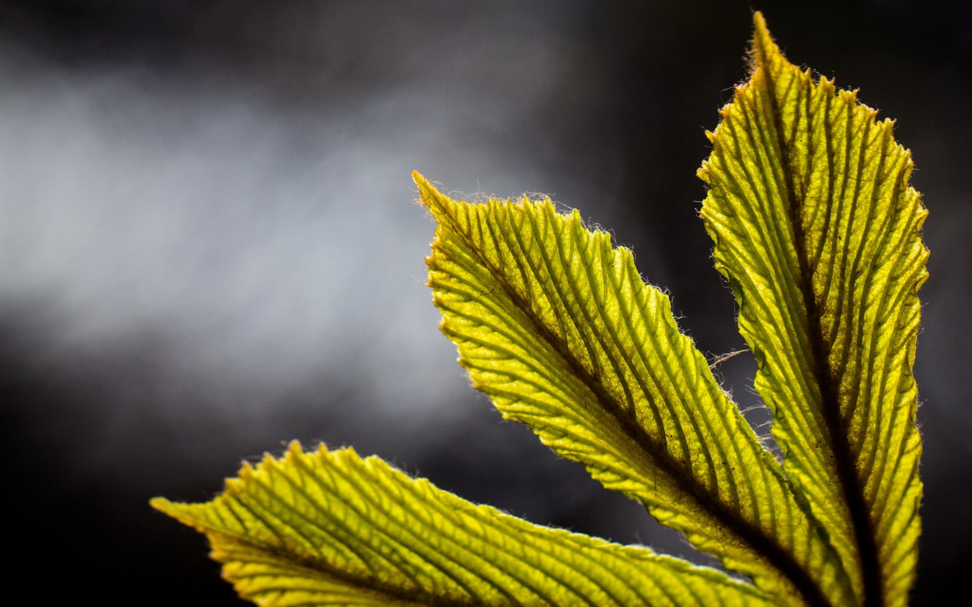 feuille fond macro