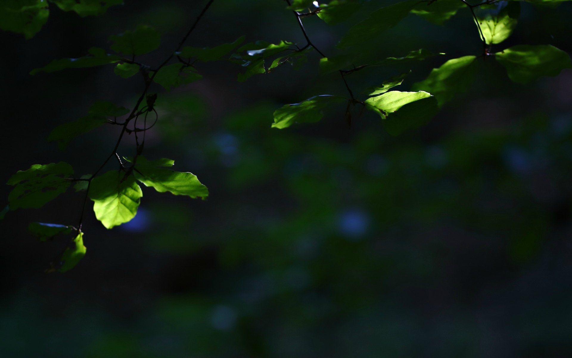 makro blatt blatt blätter grün baum zweig unschärfe hintergrund tapete widescreen vollbild widescreen widescreen