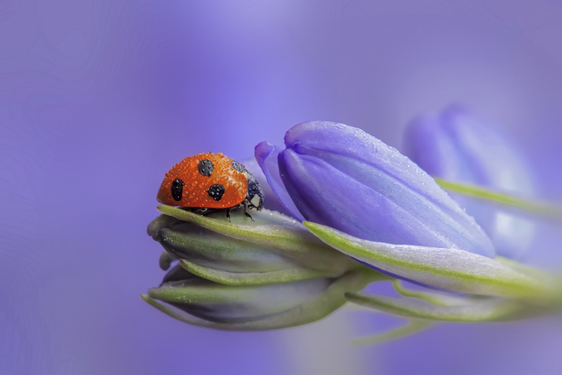 blumen flieder knospen marienkäfer tautropfen bokeh