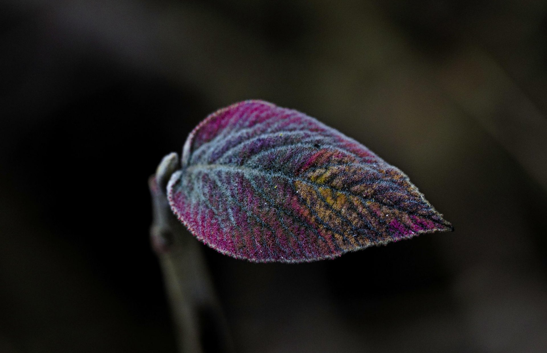 corpetto dal vivo foglia colorato