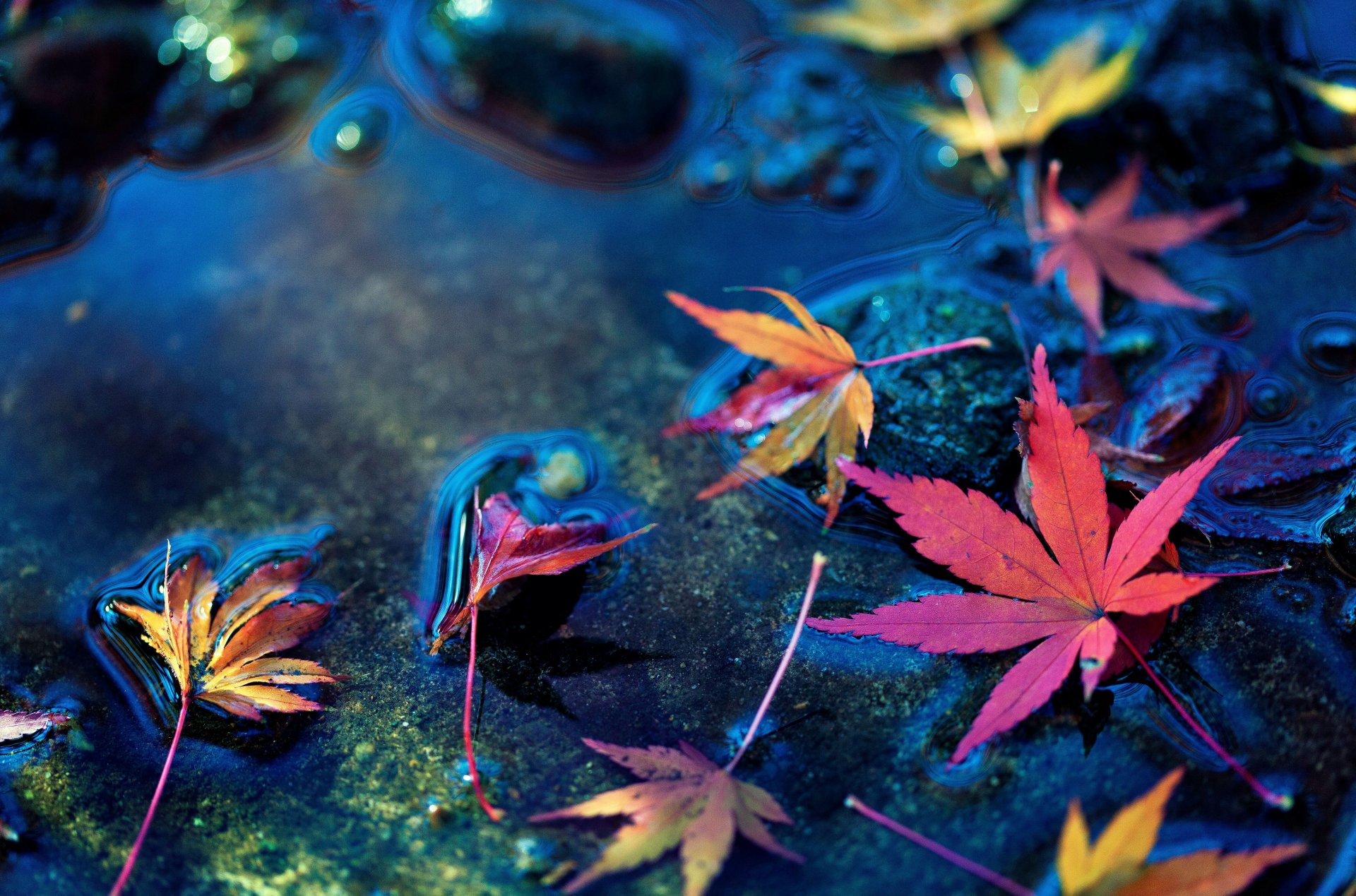 macro leaf leaflet leaves stones water background wallpaper widescreen fullscreen widescreen widescreen