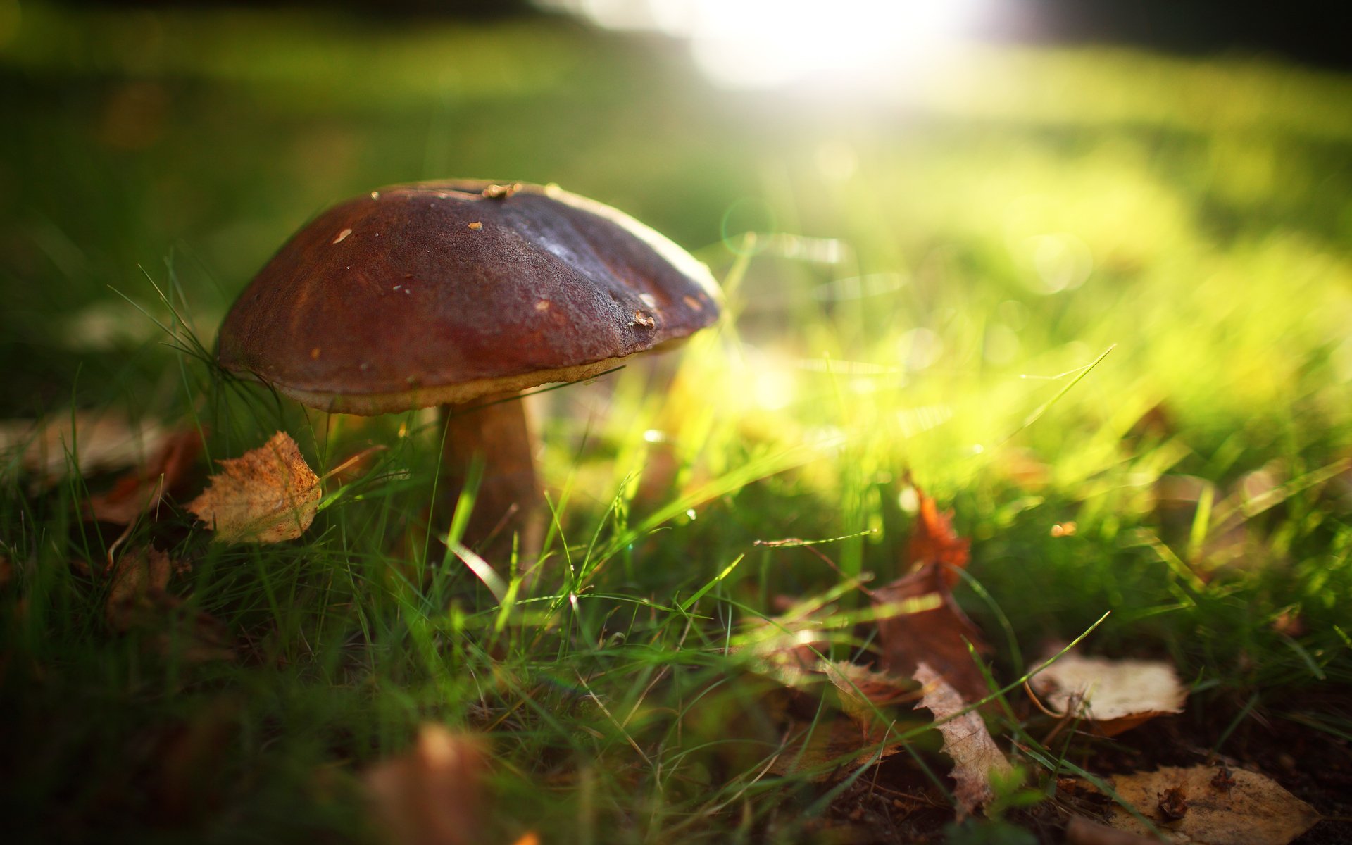 champignon feuilles été lumière herbe soleil éblouissement dans la forêt clairière