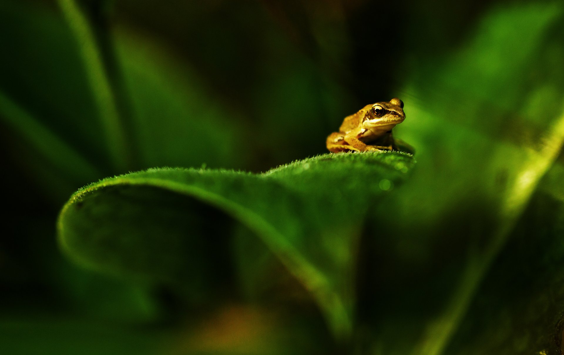 pflanze blätter grüns frosch