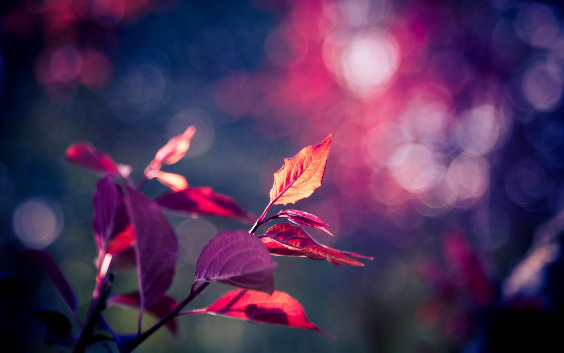 macro hoja hoja hojas rosa púrpura árbol desenfoque bokeh fondo fondo de pantalla pantalla ancha pantalla completa pantalla ancha