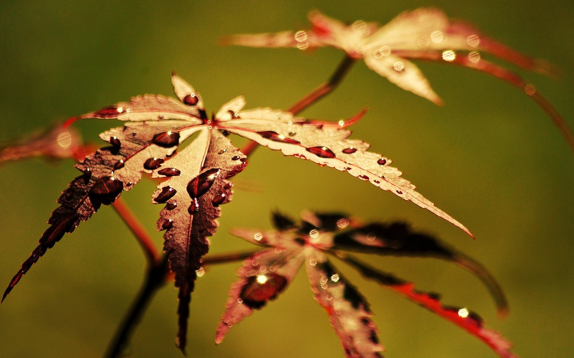 macro leaf leaf water drop dew macro background wallpaper widescreen fullscreen widescreen widescreen