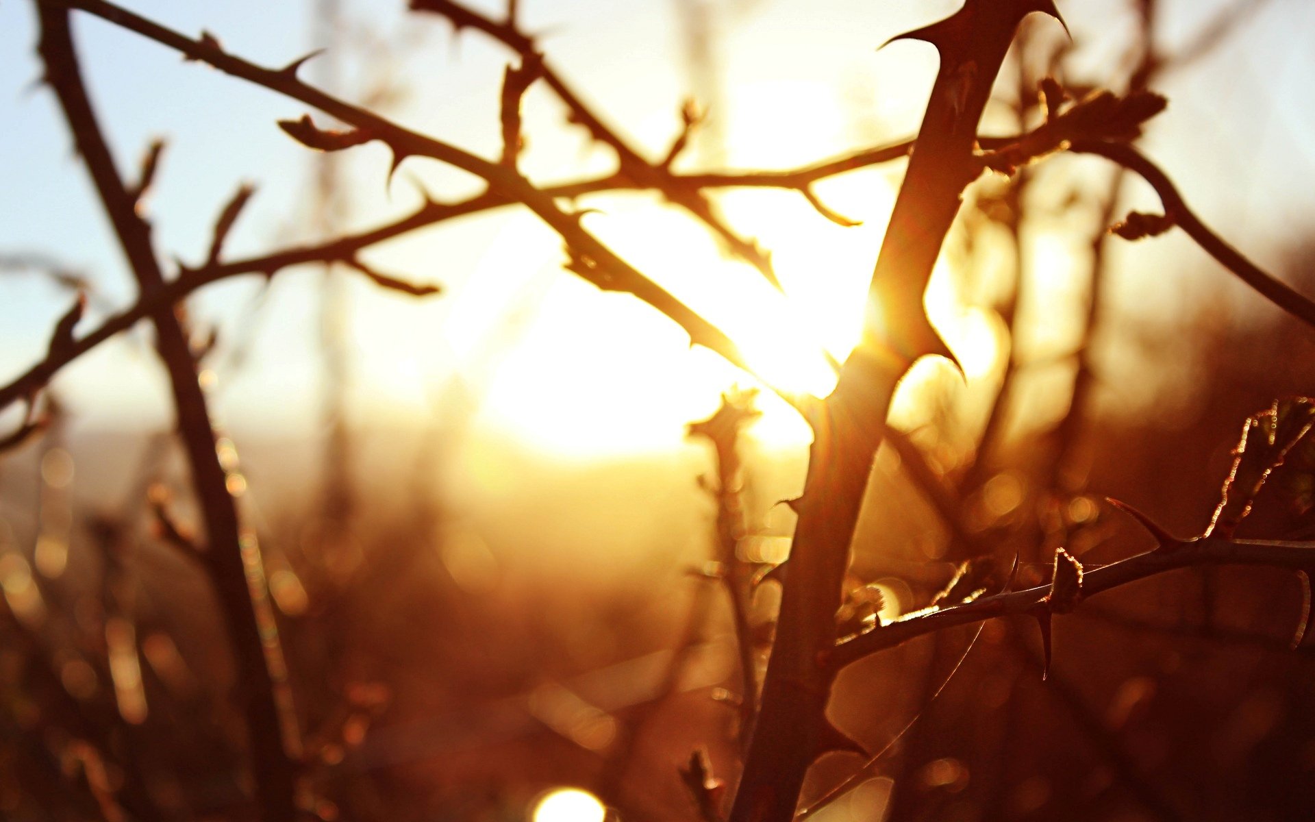 macro branches arbres arbre soleil coucher de soleil fond papier peint écran large plein écran écran large écran large