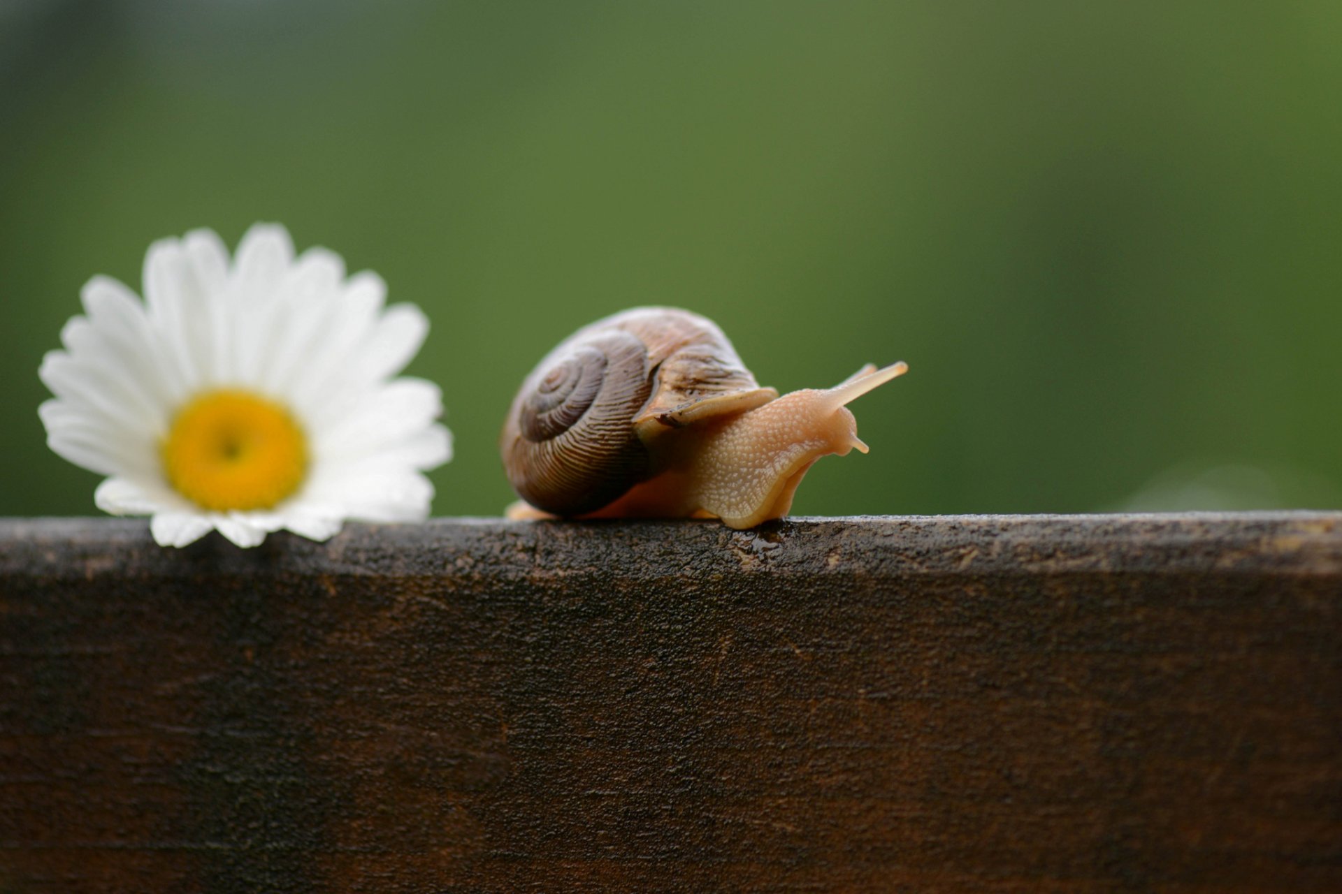 flower daisy snail