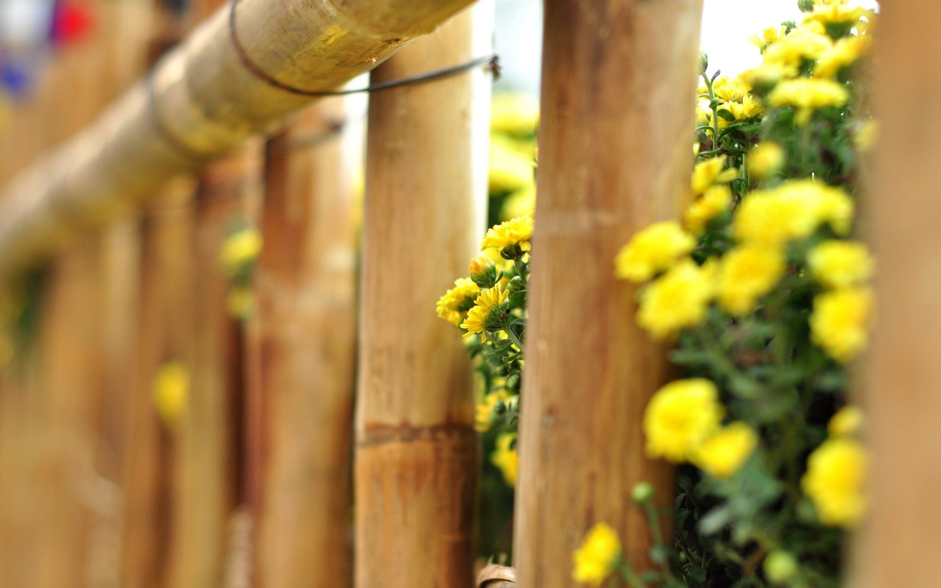 makro zaun zaun zaun baum blumen blumen gelb blume makro hintergrund tapete widescreen vollbild widescreen widescreen