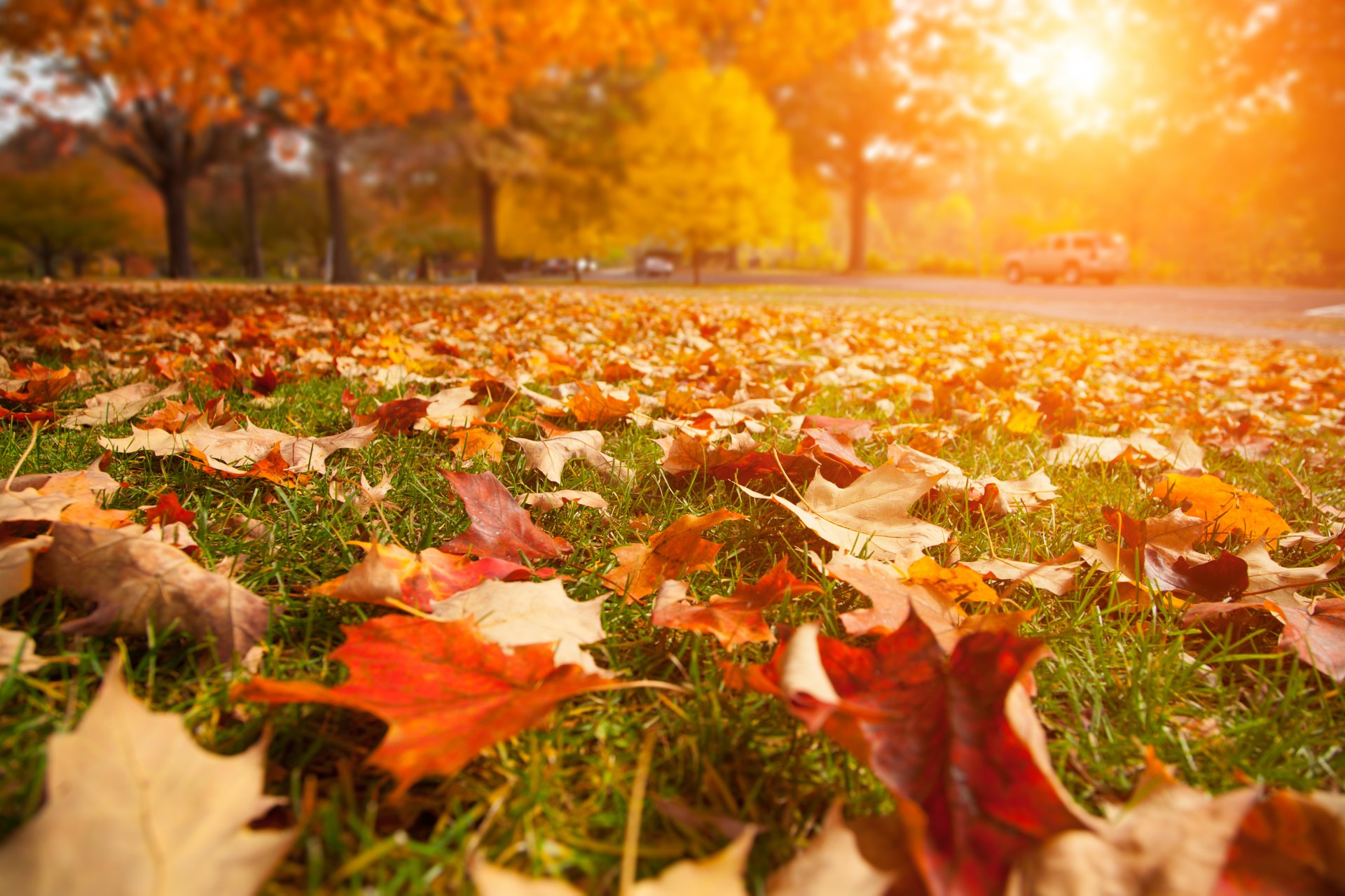 autumn trees sun road leaves beautiful nature landscape close-up sun rays close up