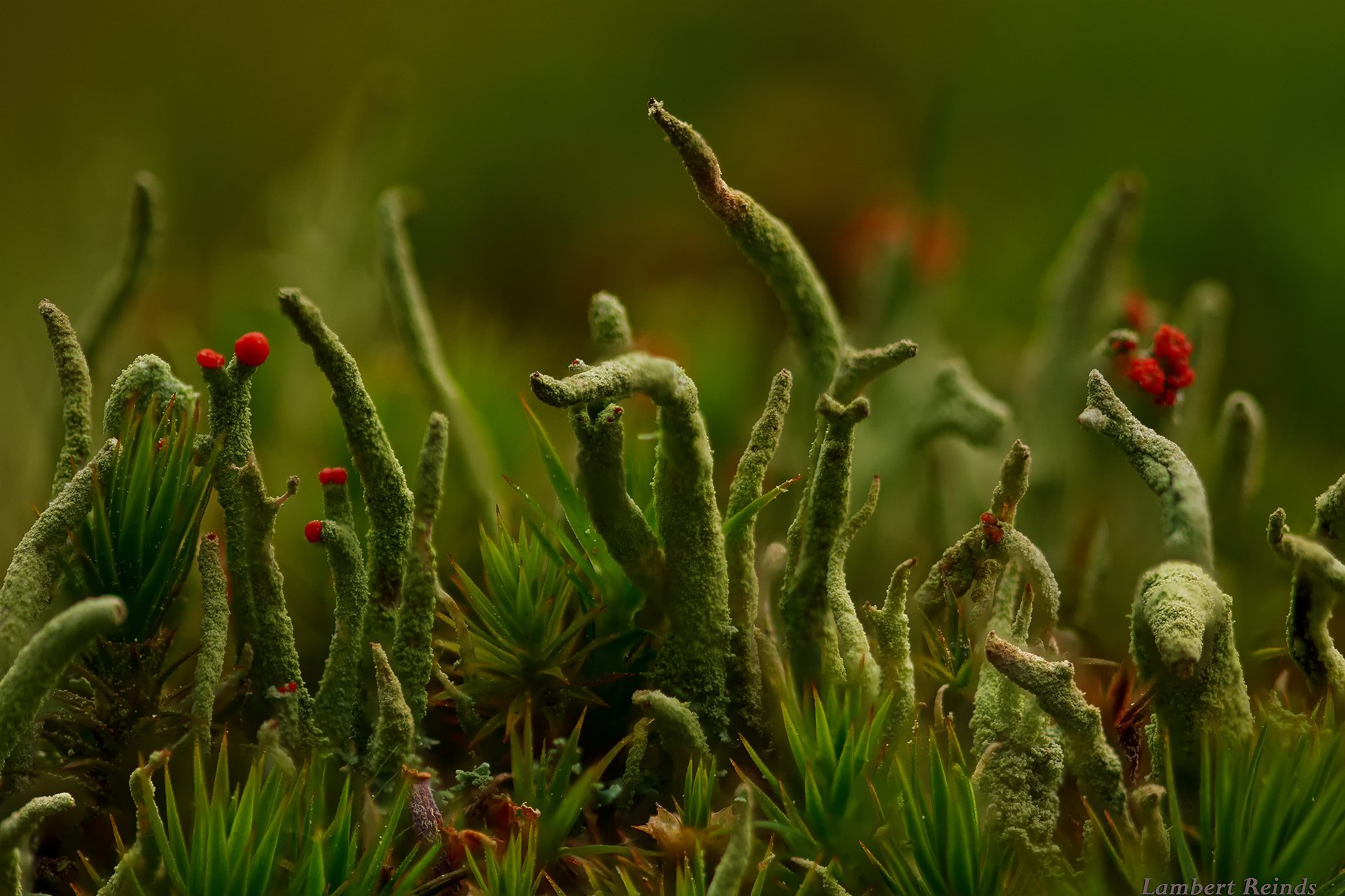 makro-welt kladonia flechte gras