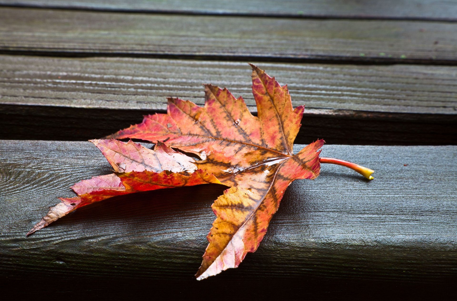 macro leaf leaf leaves wet background wallpaper widescreen fullscreen widescreen