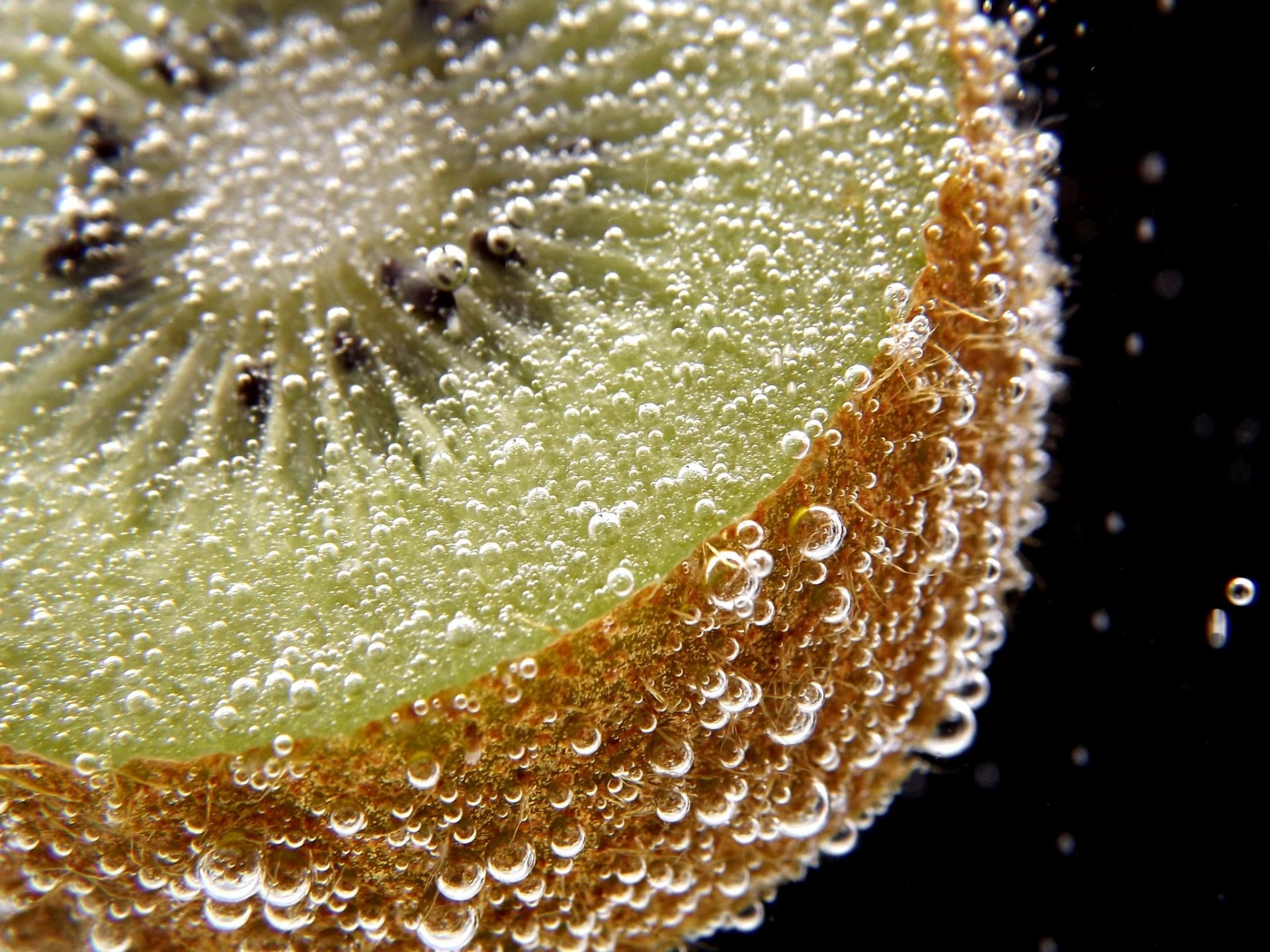 kiwi macro sott acqua bolle