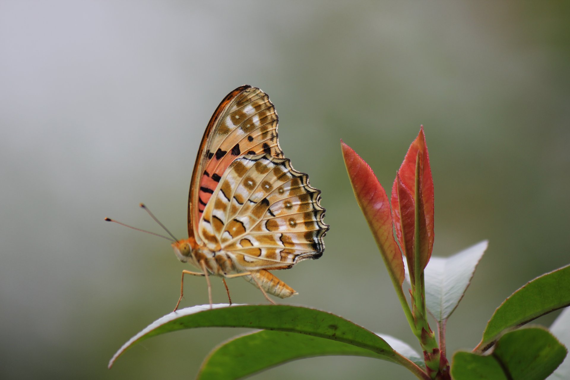 plant leaves butterfly