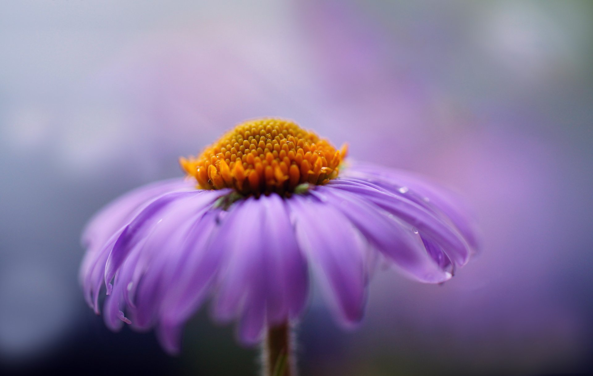 fleur lilas gros plan pétales chrysanthème