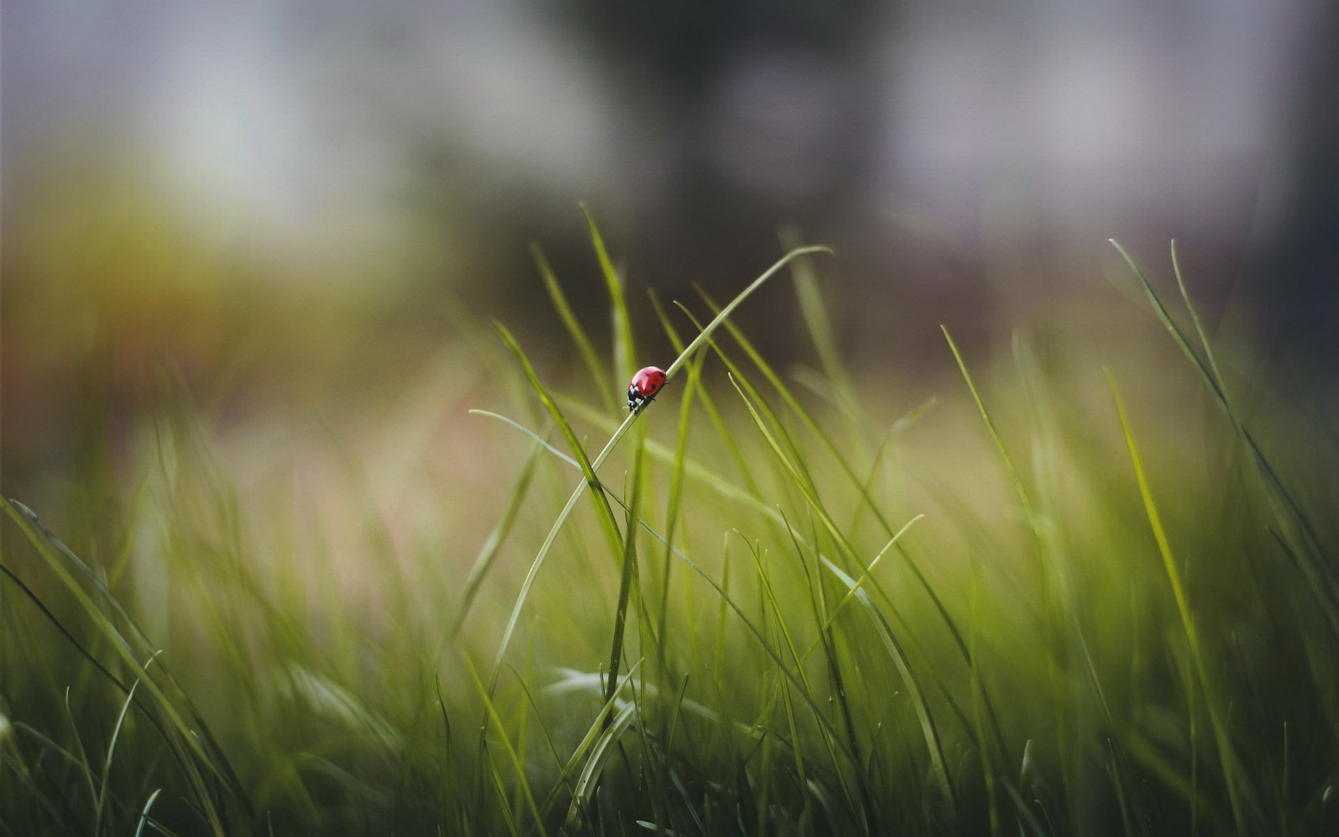 gras blätter marienkäfer