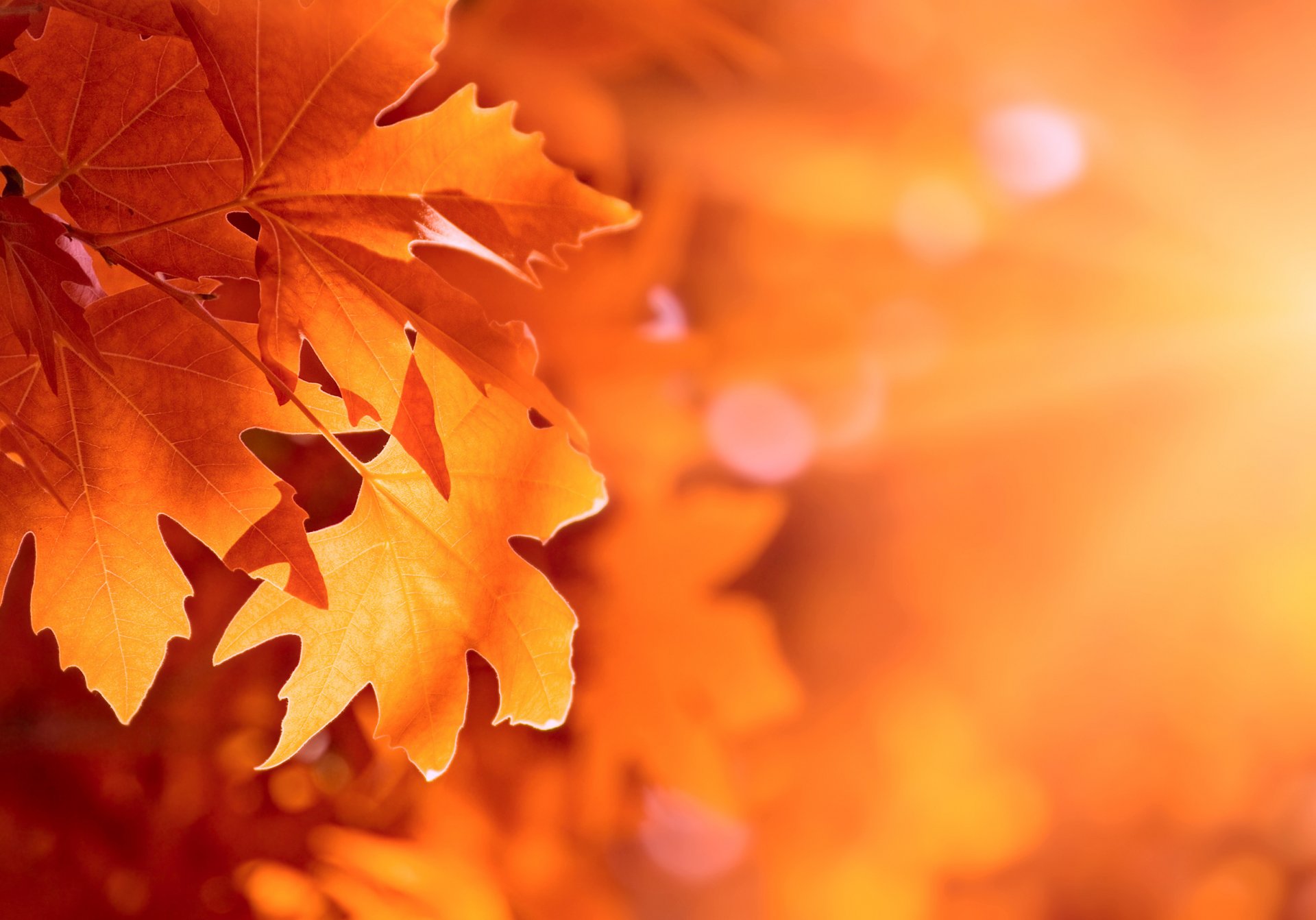 automne feuilles bokeh