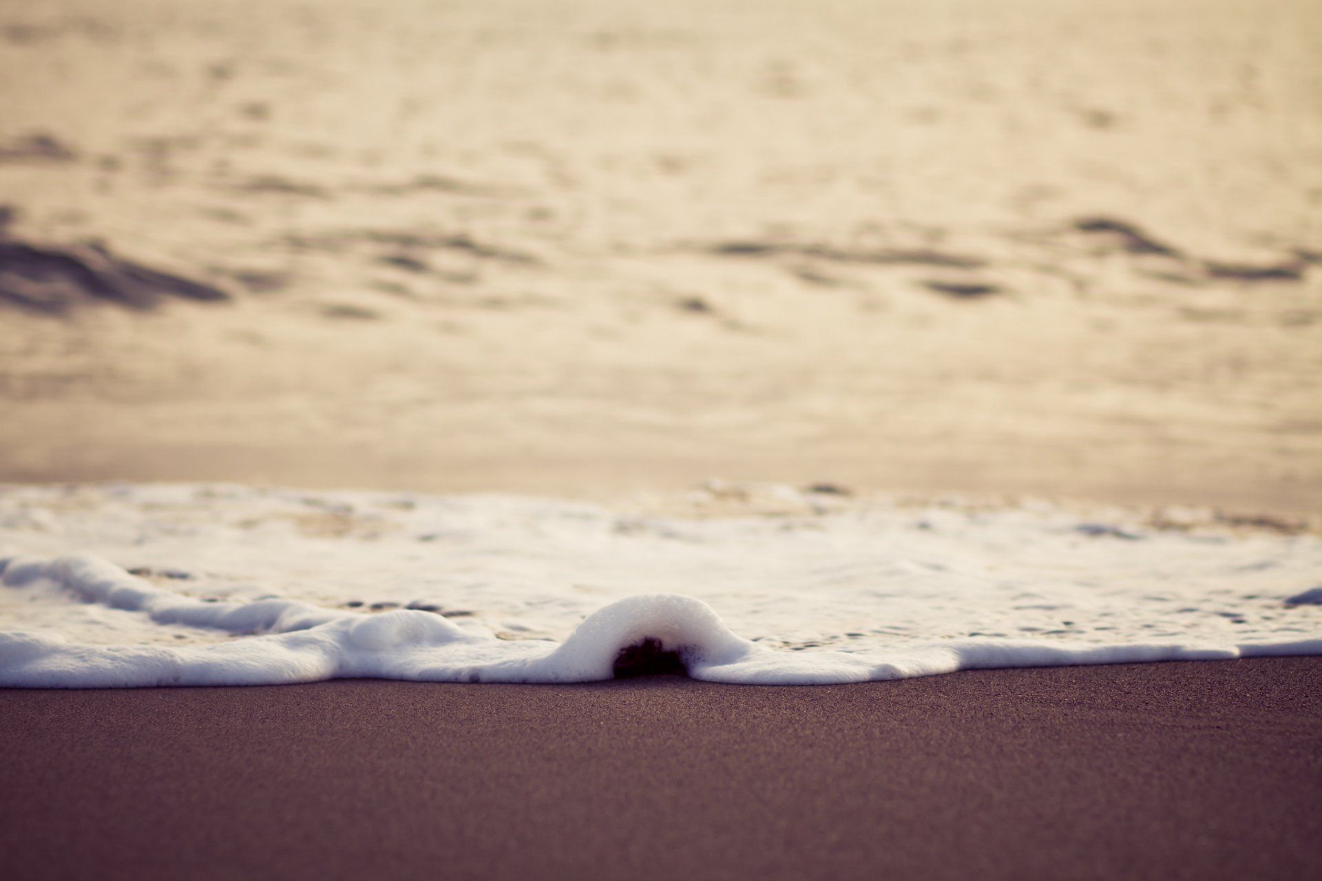 gros plan humide mer plage mousse