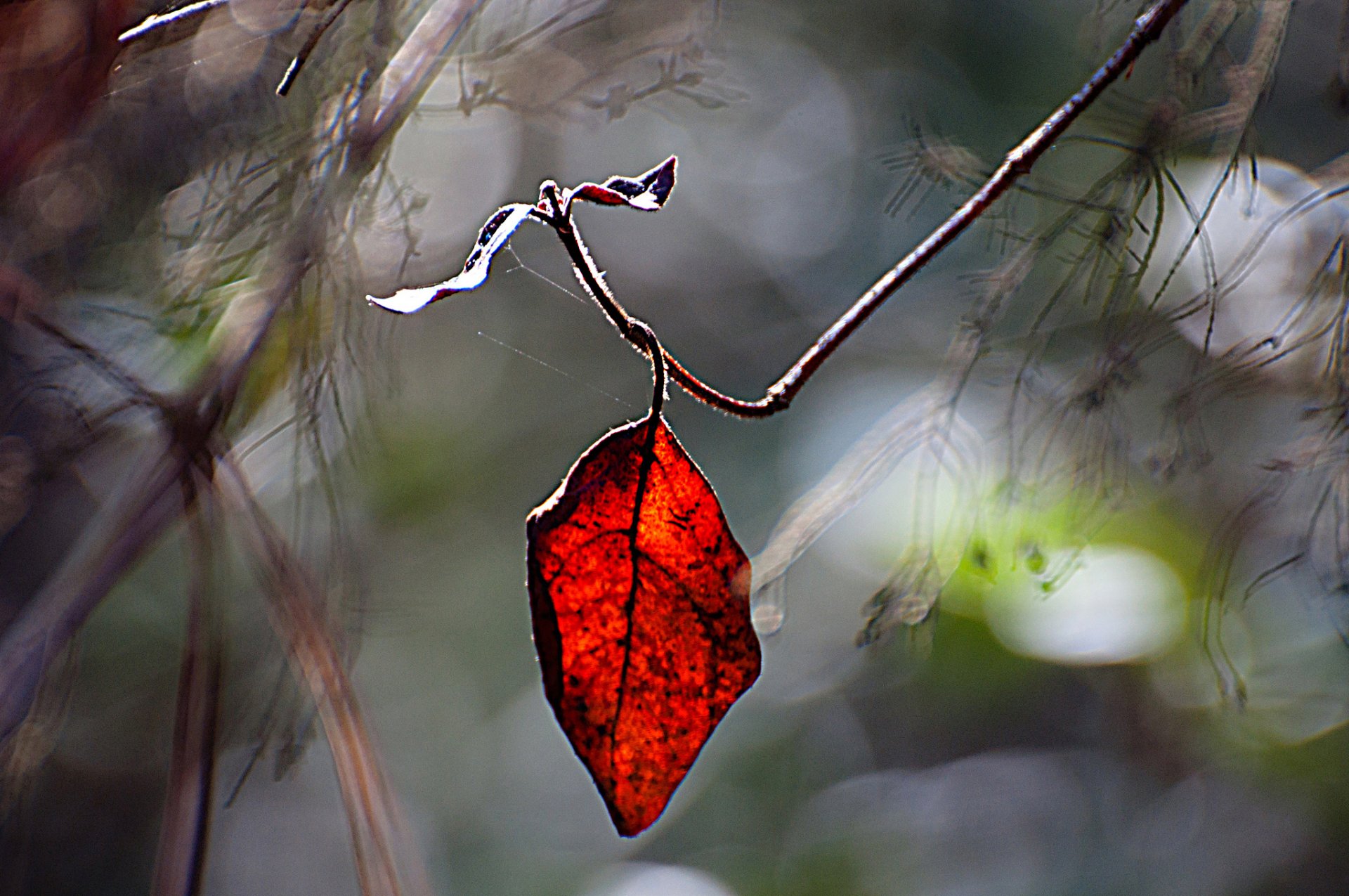 branche feuille rouge flou éblouissement