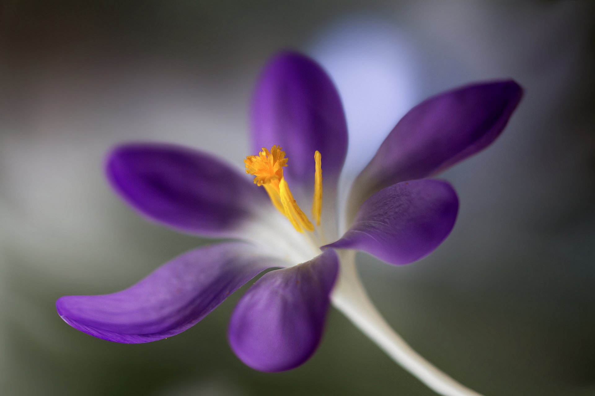 fleur crocus flou