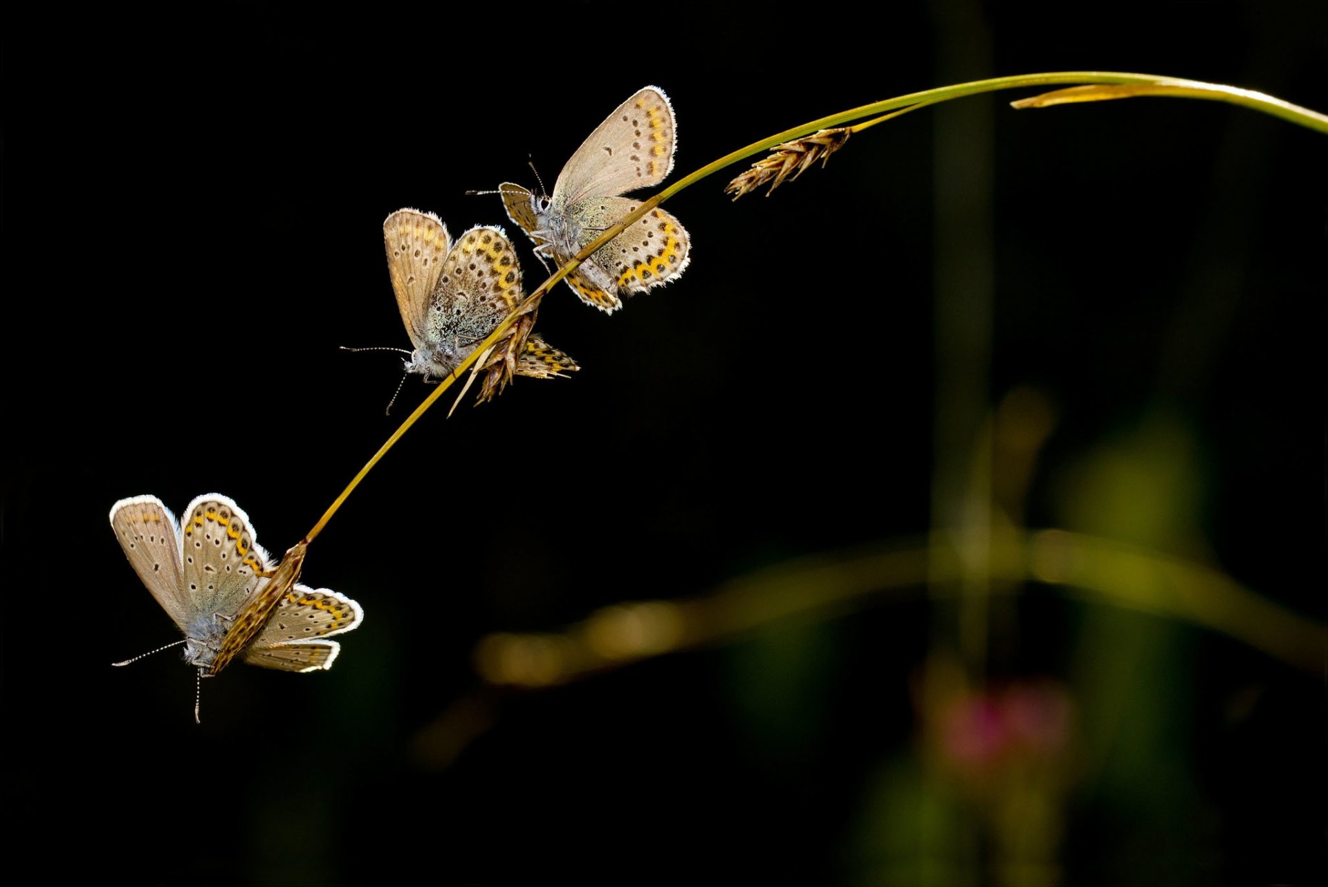 blade spikes butterfly trio dark background