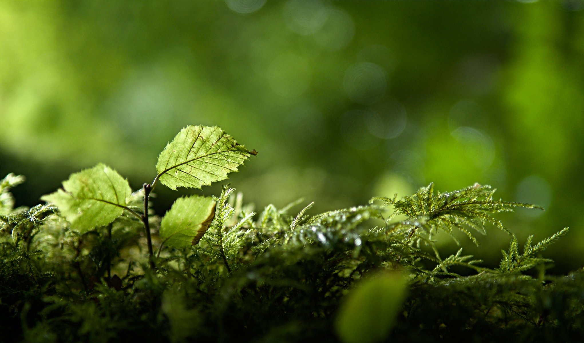 grün zweige natur laub wald