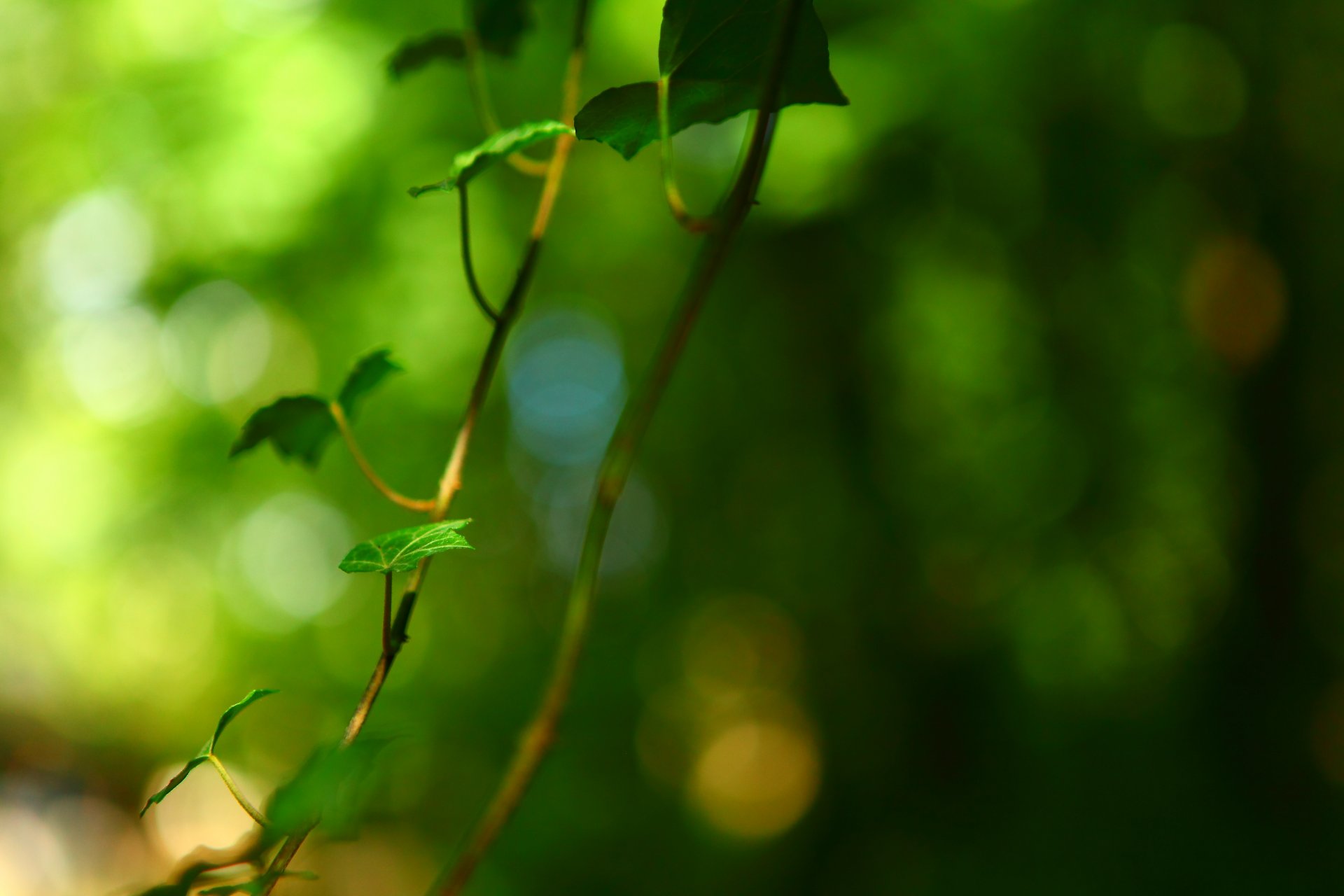 macro albero ramo foglie foglioline foglia verde sfocatura sfondo carta da parati widescreen schermo intero widescreen widescreen