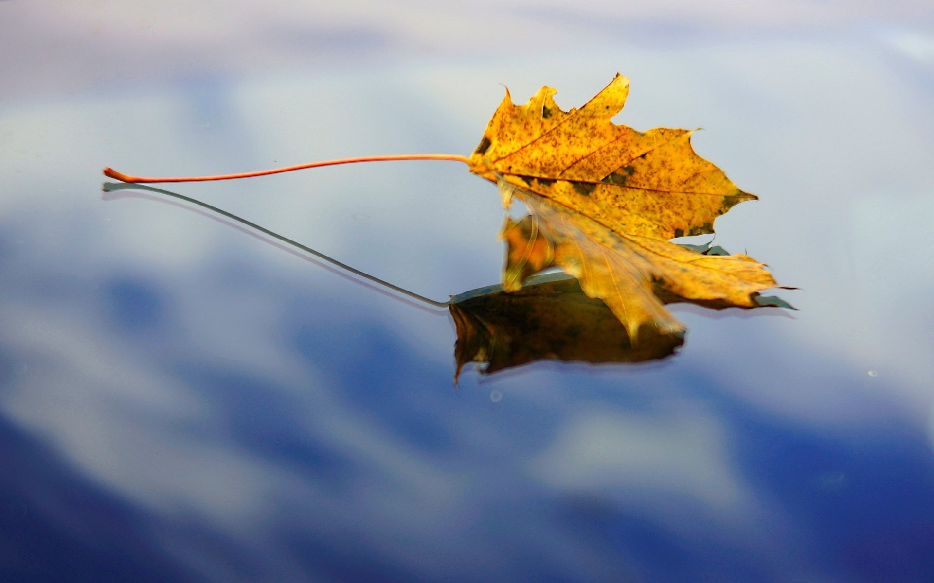 makro blatt blatt wasser himmel reflexion hintergrund tapete widescreen vollbild widescreen widescreen