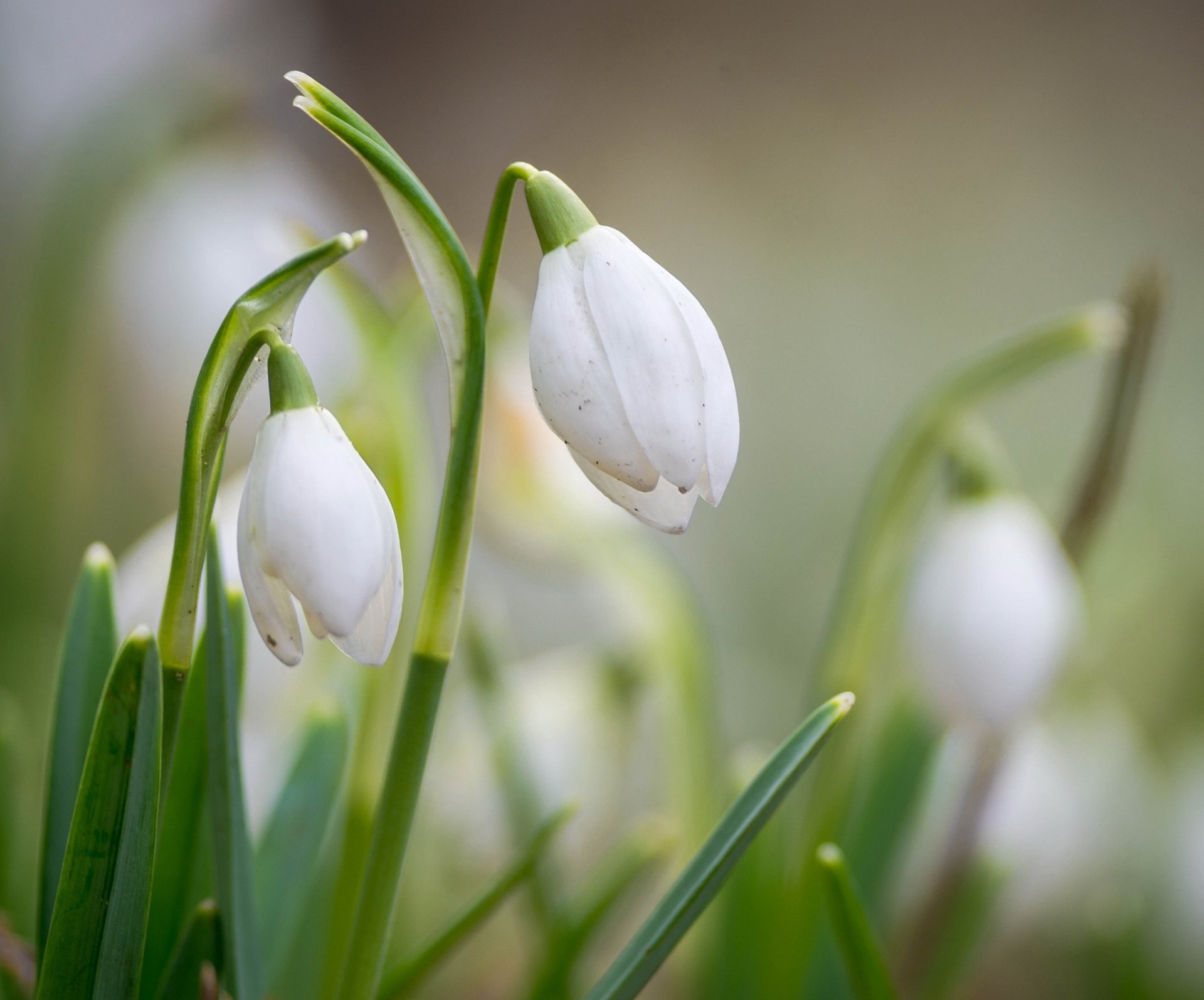 printemps fleurs perce-neige blanc flou